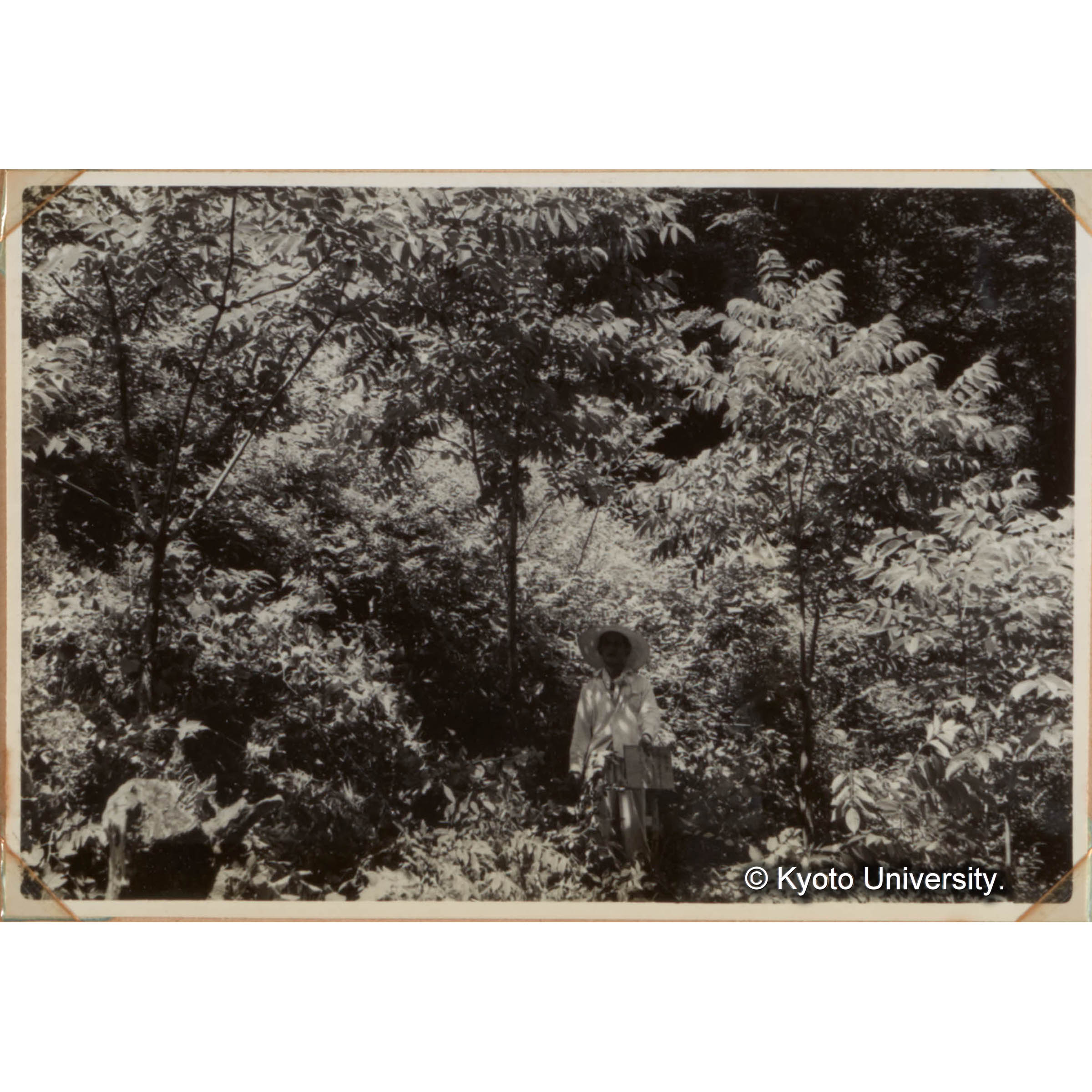 ウルシの造林地 (1)