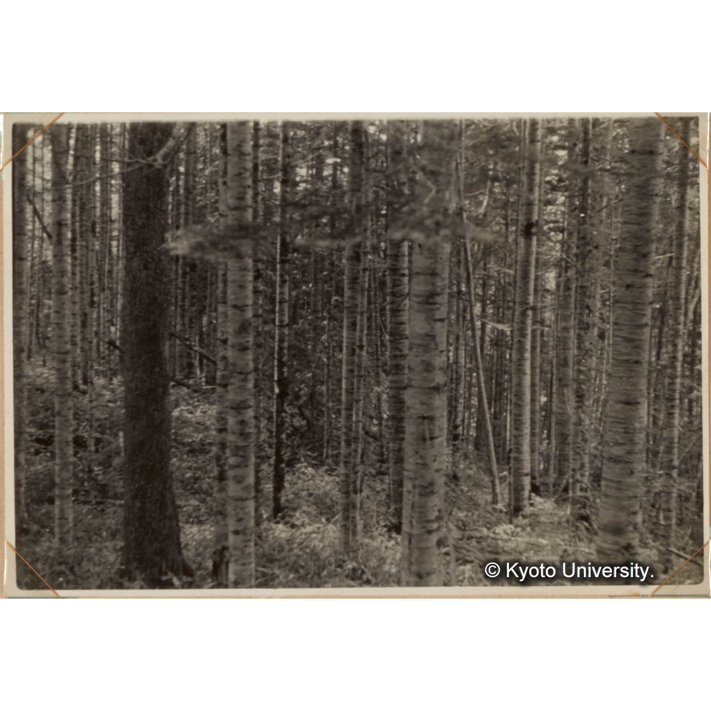 代表的なトドマツ林（白糠経営区） (1)