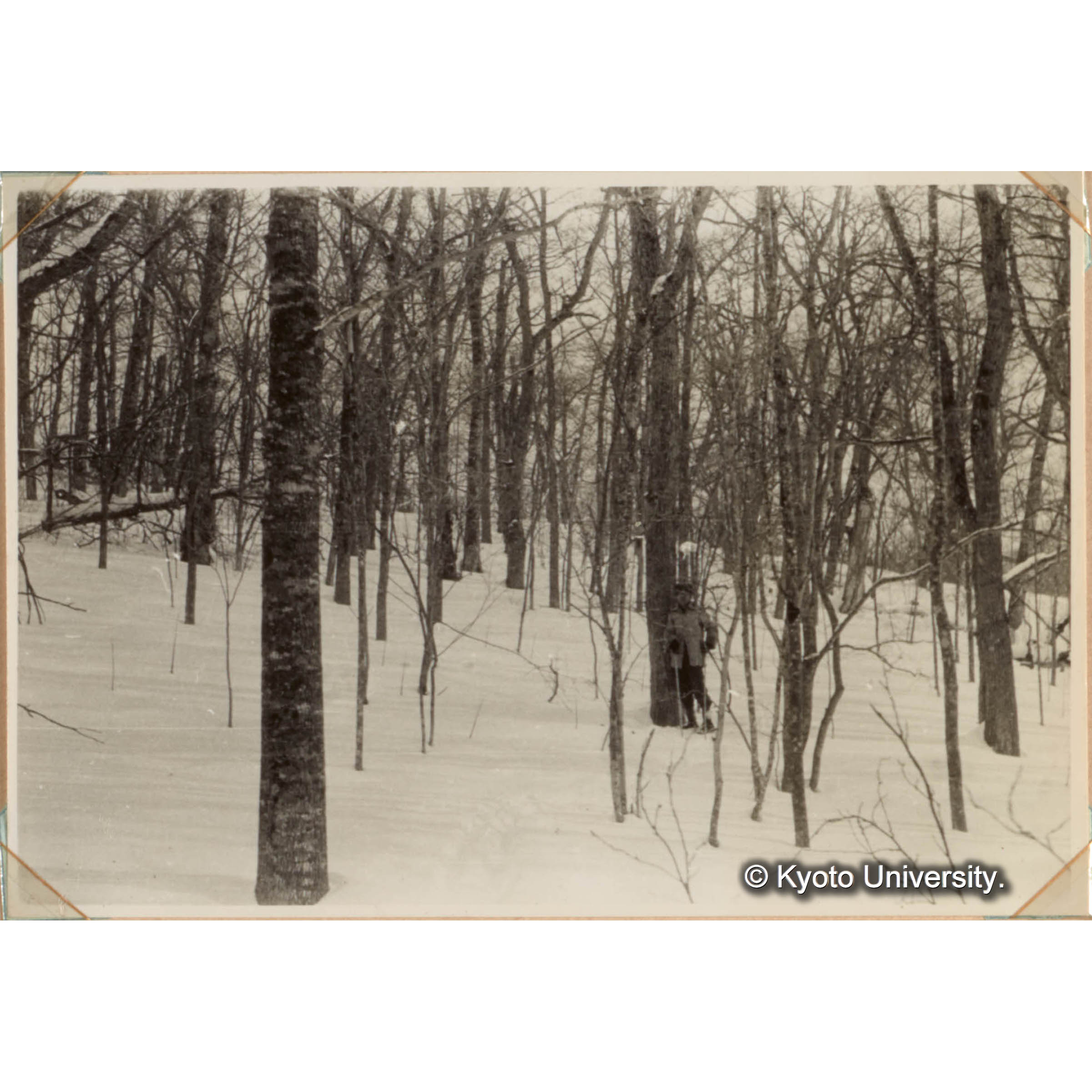 （雪のトドマツ？林） (1)