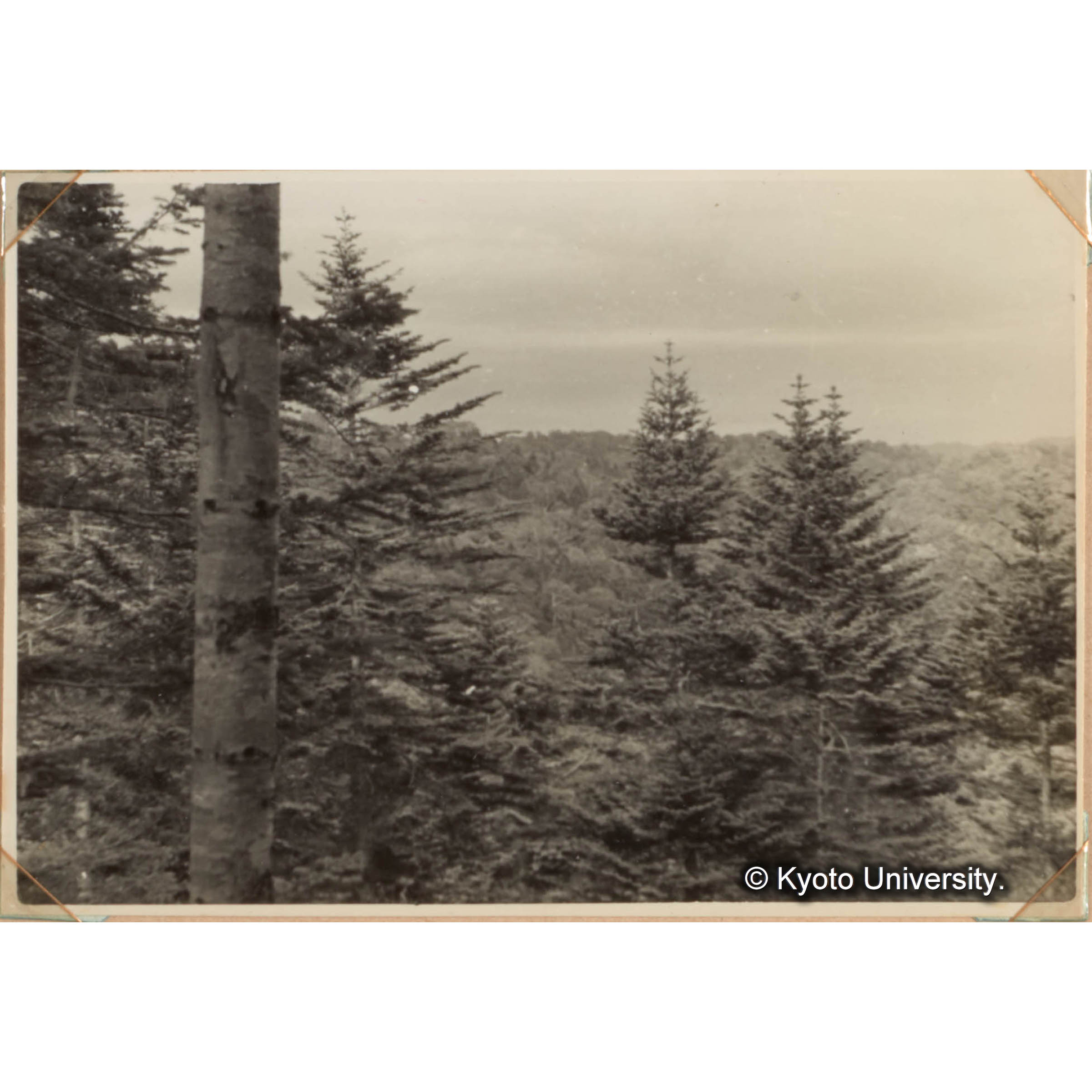 （トドマツ林） (1)