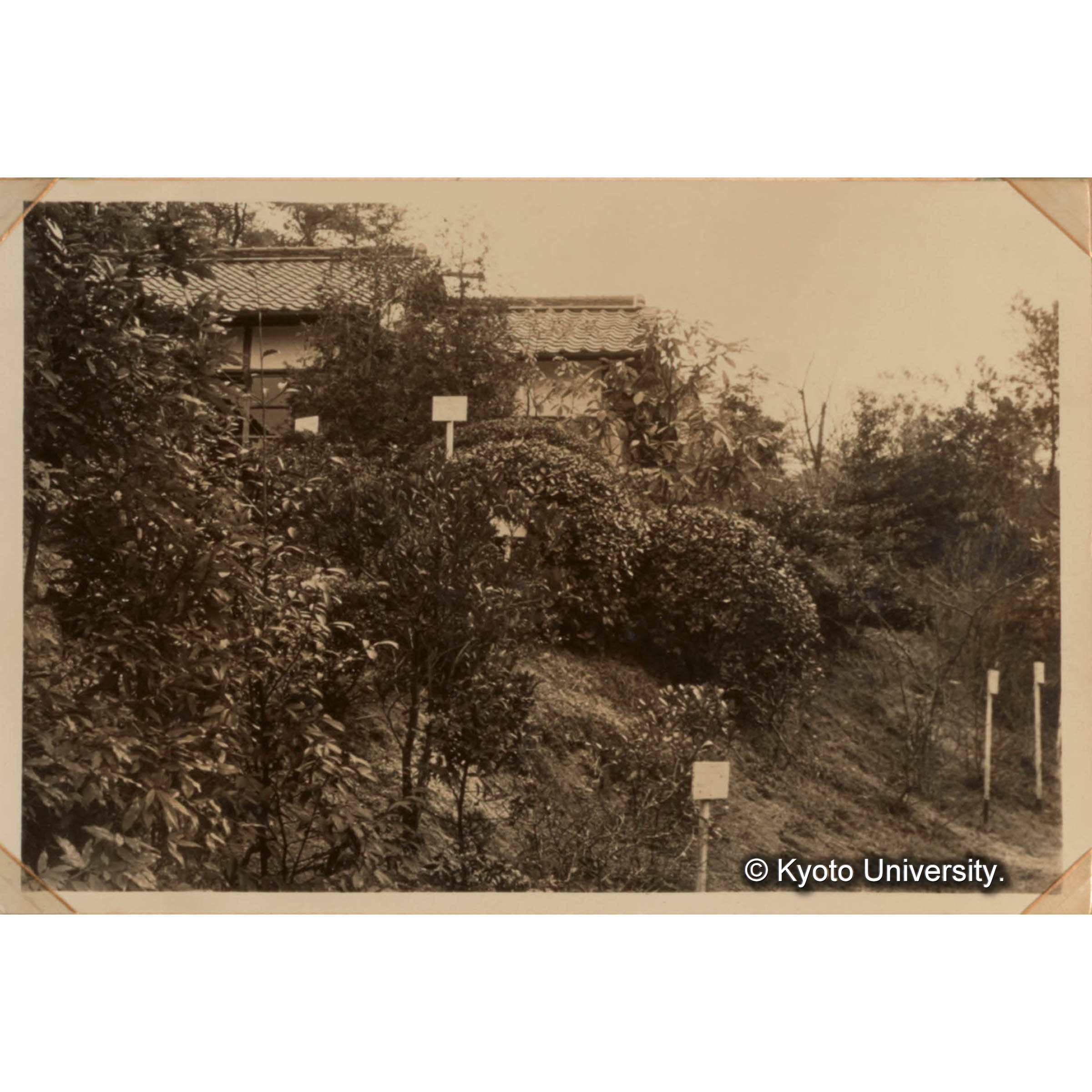 徳山試験地見本林と事務所 (2) (1)