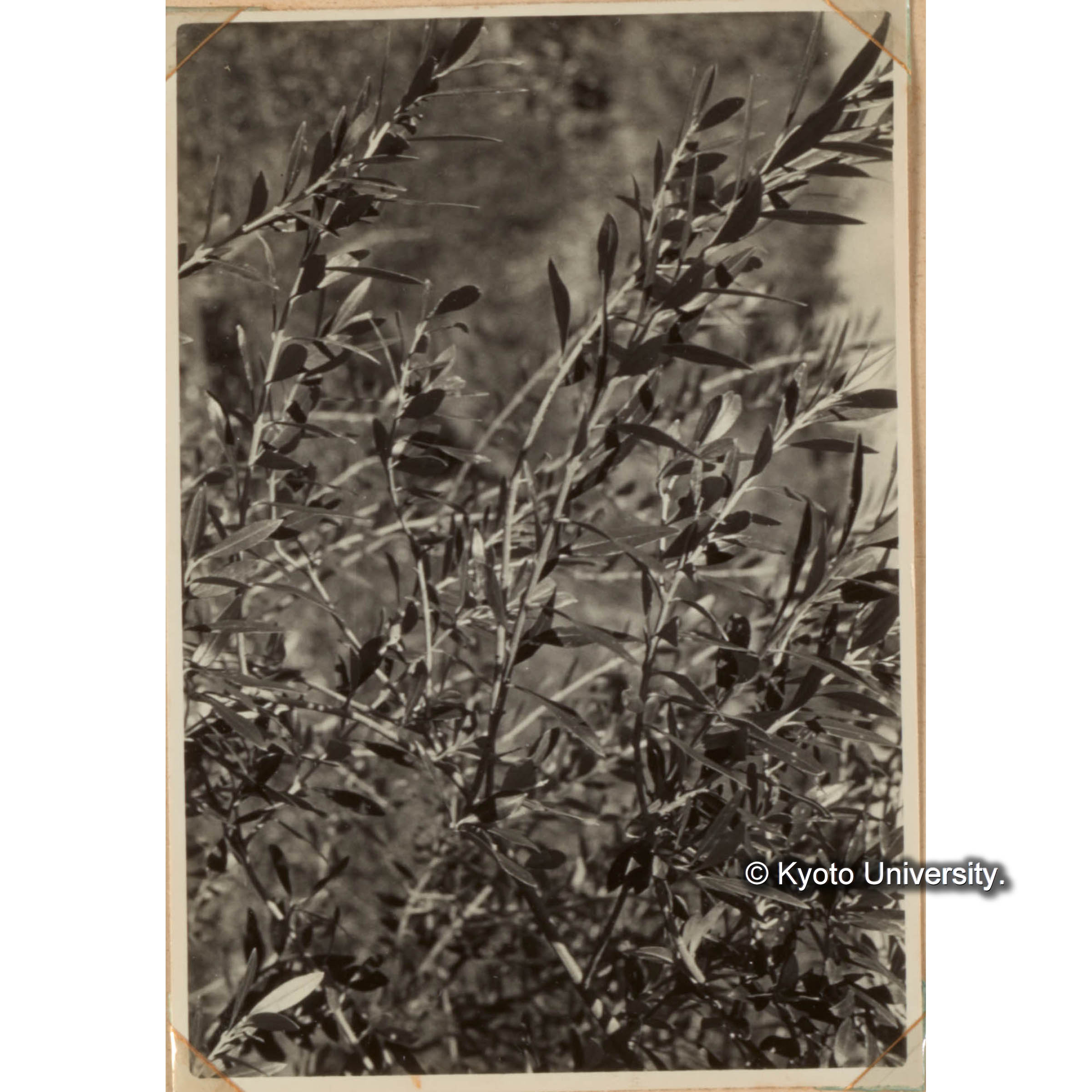 特用樹種の育成試驗　オリーブ　オリーブは約400本植えてあり〇に結実するものが５０本に達した。瘠悪林地に簡易に栽培できるような方法について研究をすゝめている。 (1)