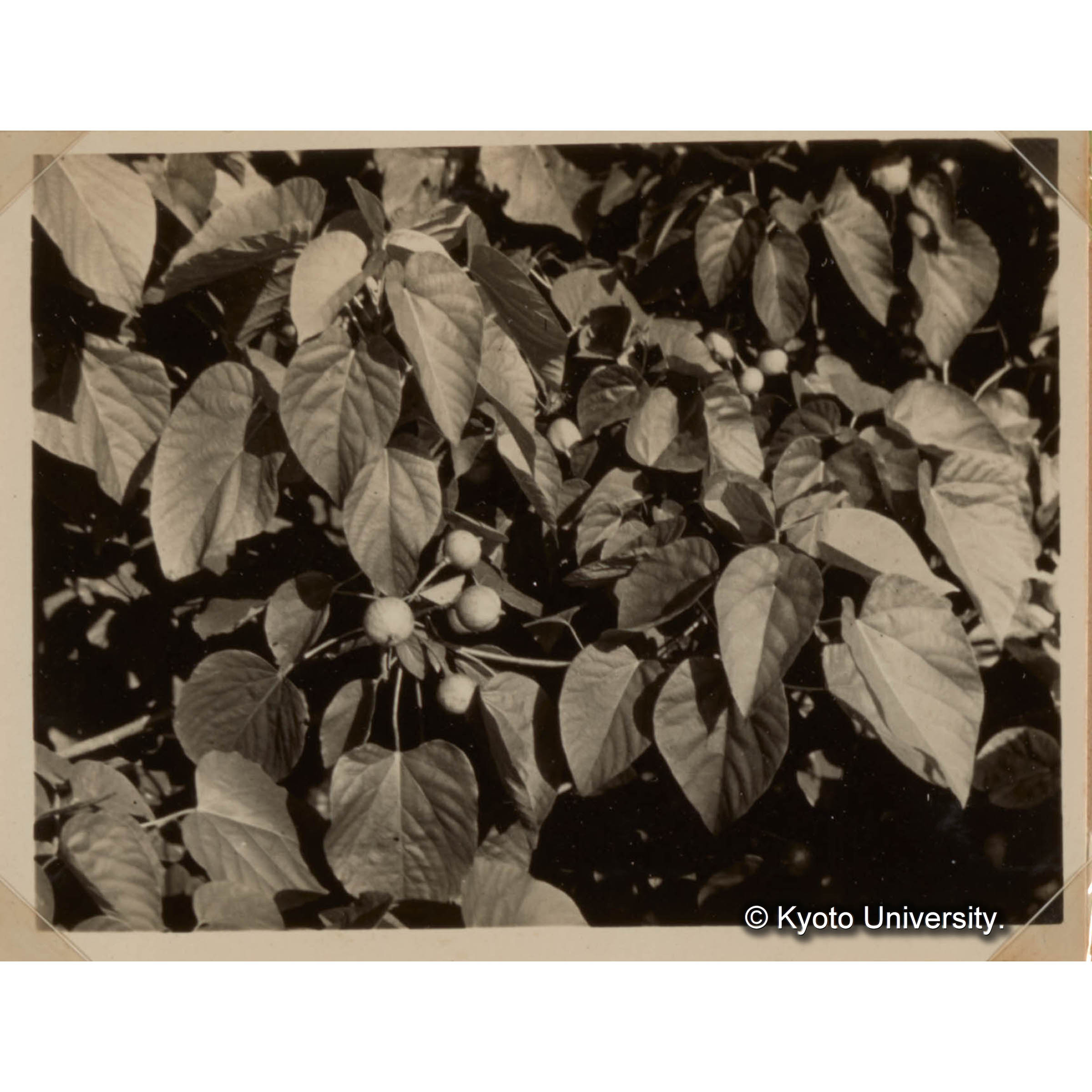 特用樹種の育成試験　シナアブラギリ　約100本植栽多量の結実を見るに至った。 (1)