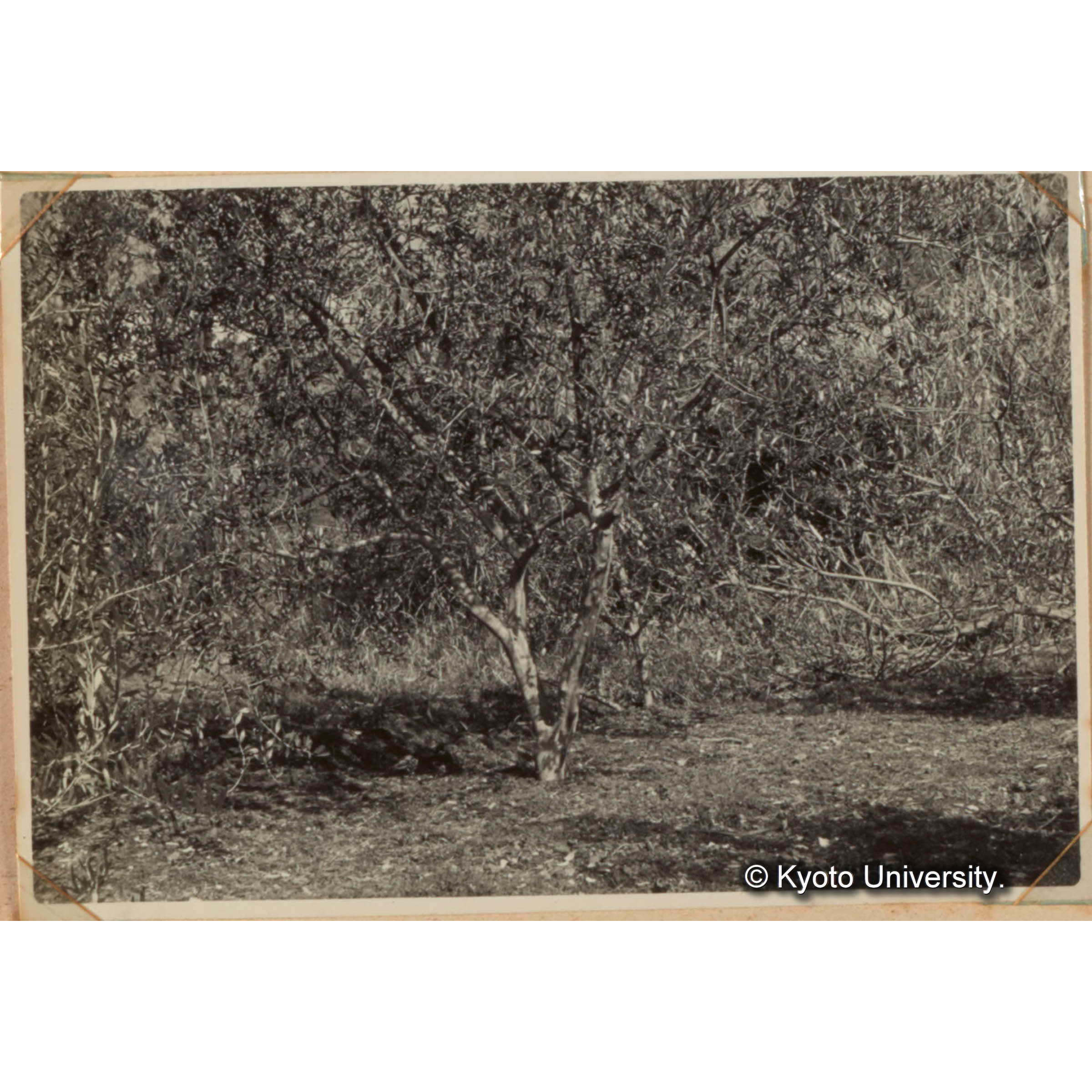 特用樹種の育成試験　オリーブ園 (1)