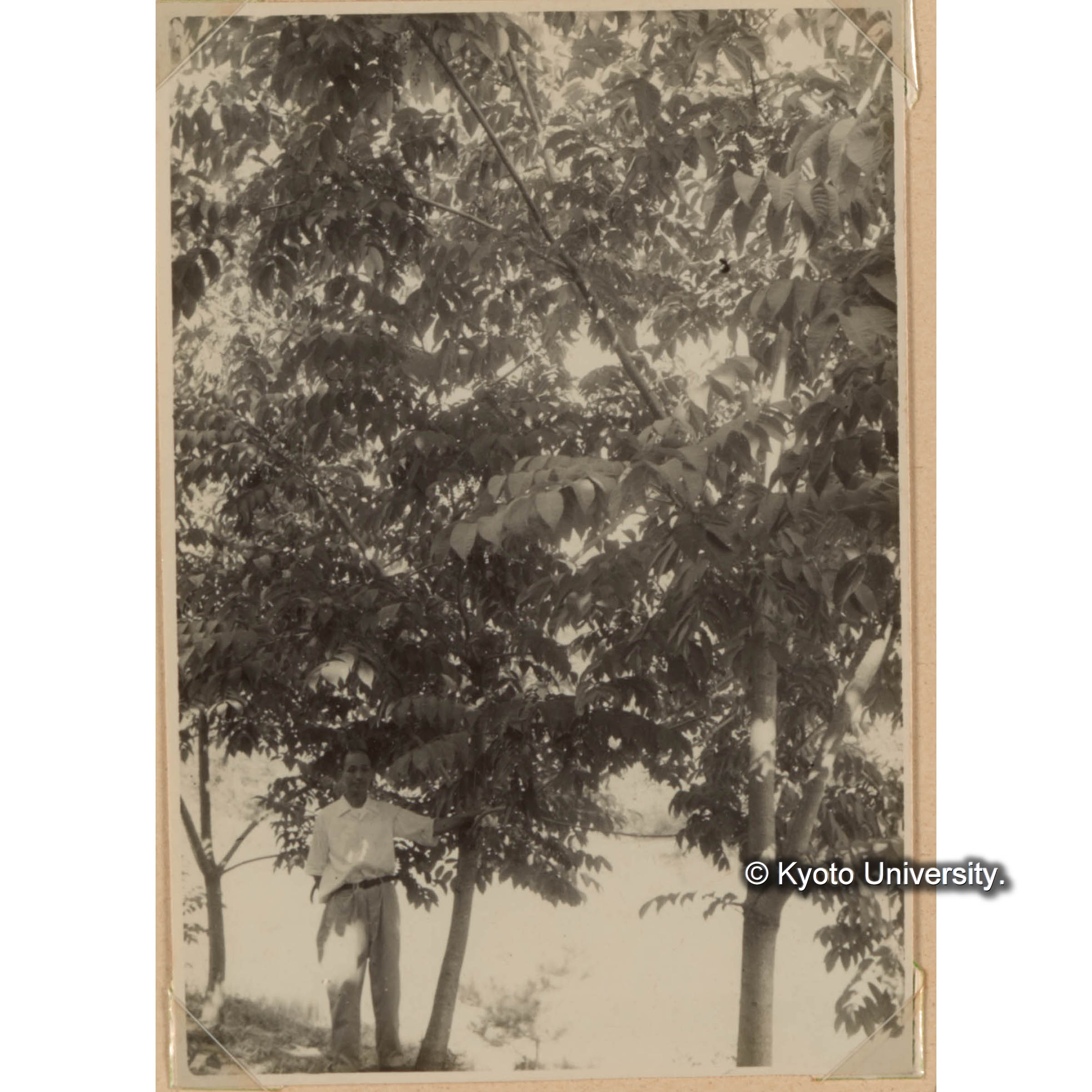 特用樹種の育成試験　ウルシ (1)