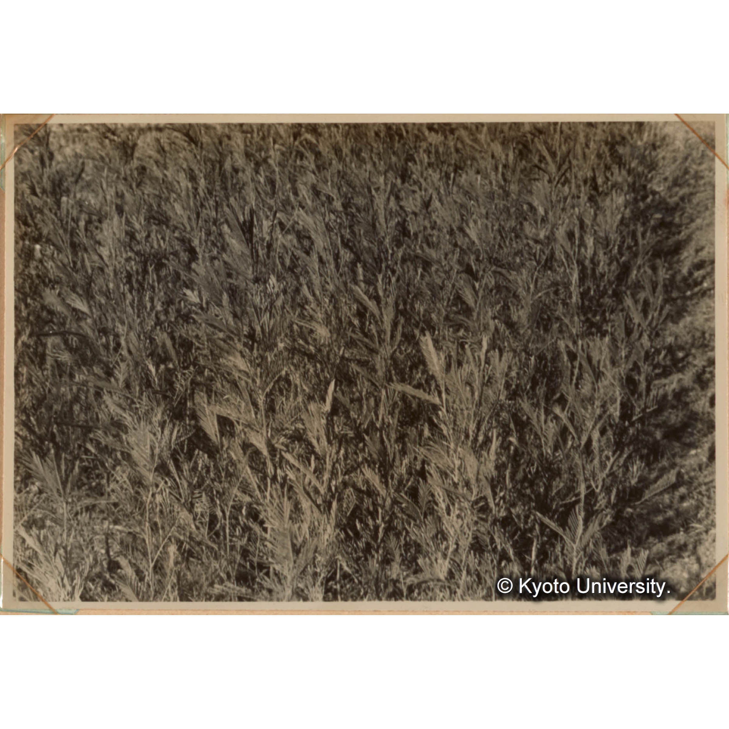 アカシアモリシマ苗畑 (1)