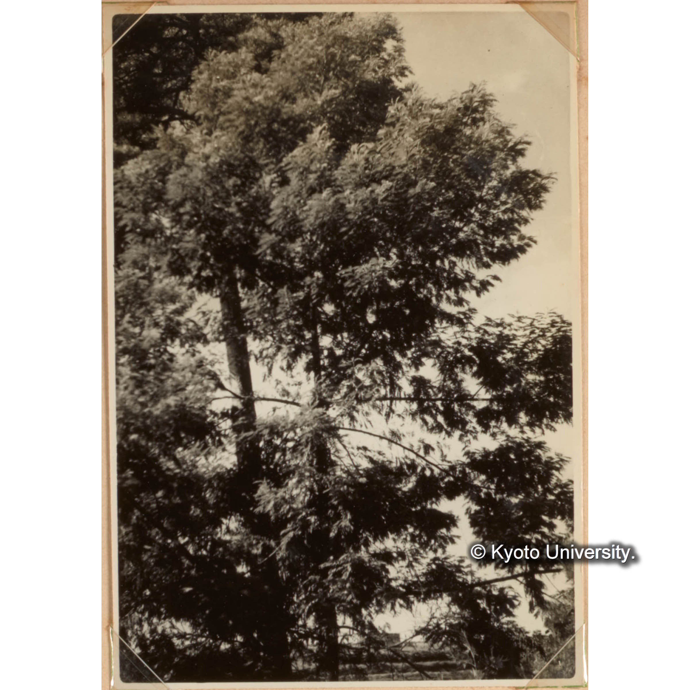 [国内演習林緑アルバム1957(緑色表紙)No.1のうち.] (1)