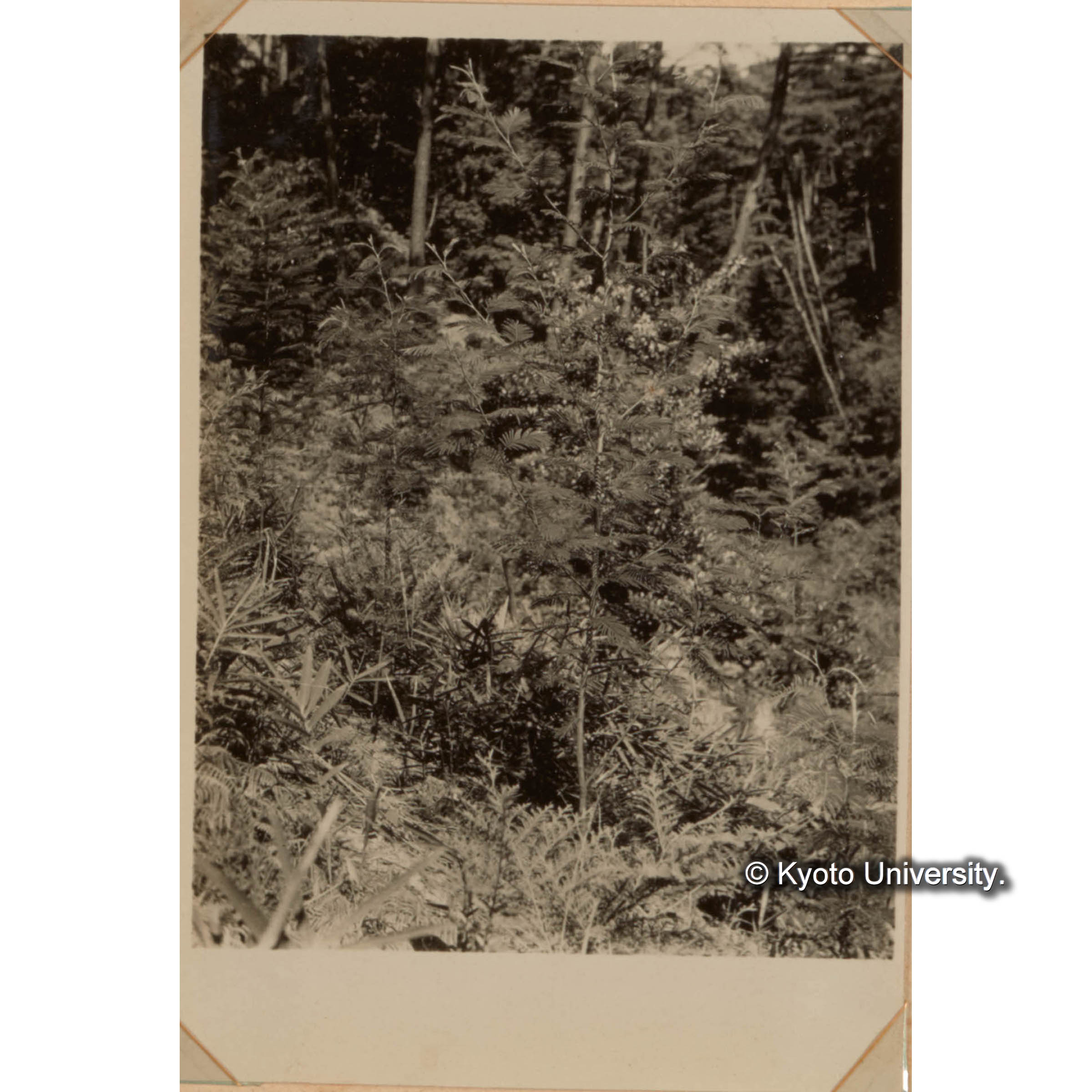 アカシアモリシマの開花 (1)