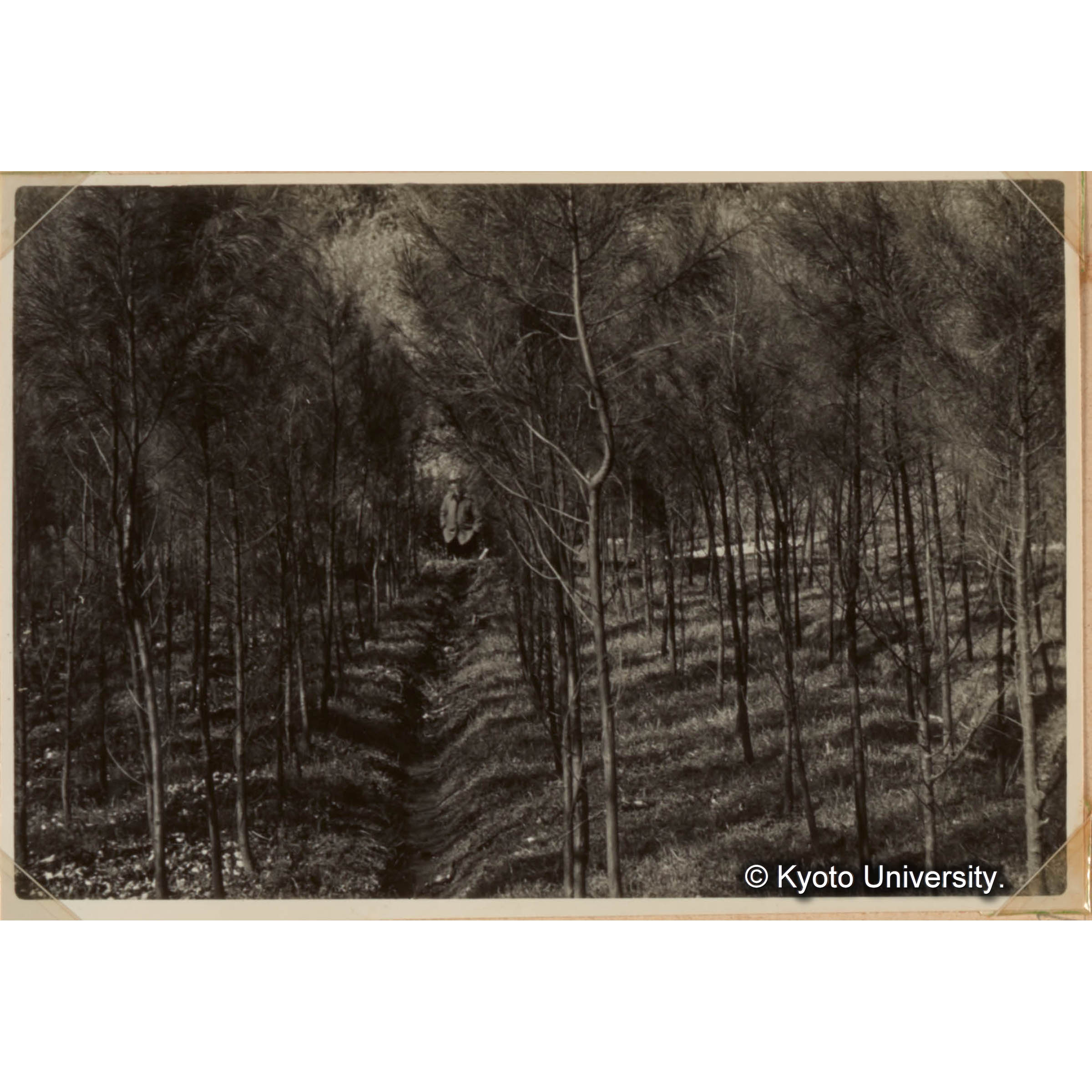 見本林 モクマオウ (1)