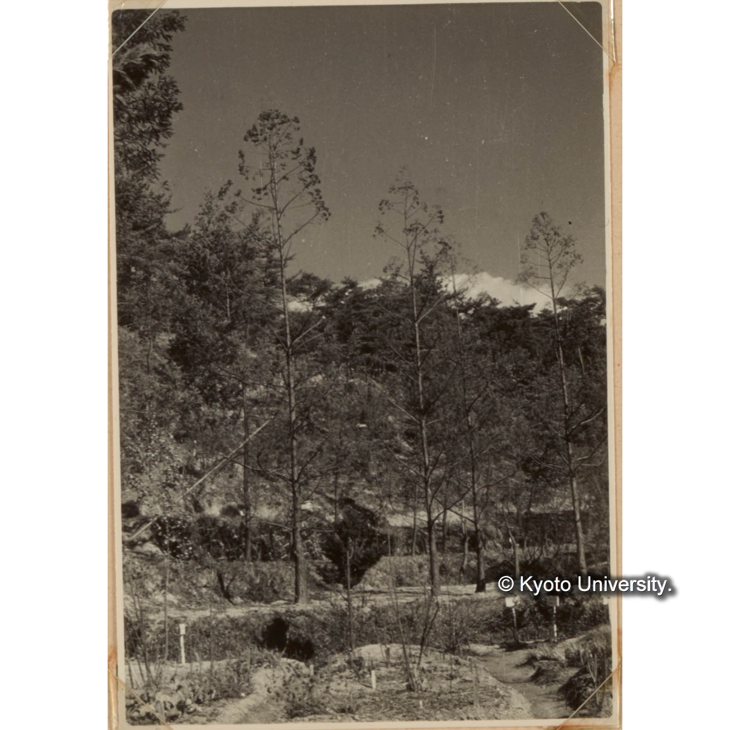 見本林 ラクウショウ (1)