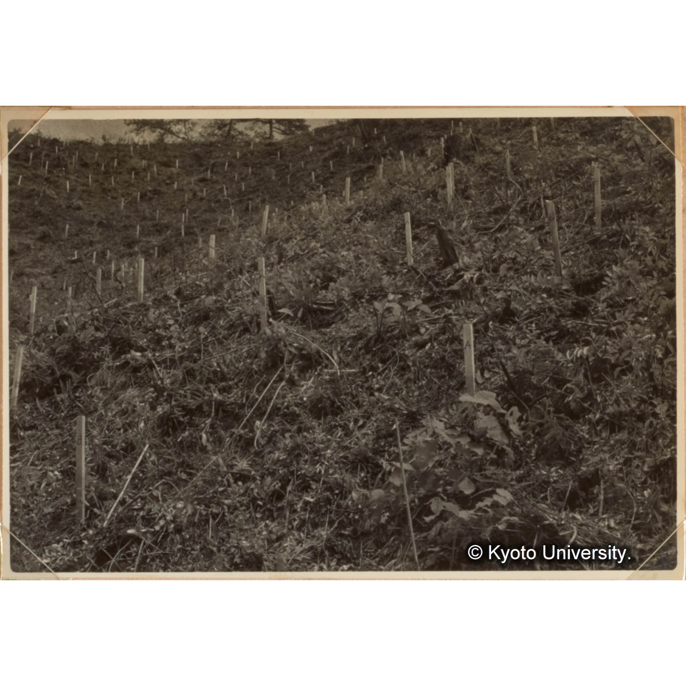 瘠悪林地の改善試驗　瘠悪林地の生産力増強に関する試験　各種肥料の肥効について研究している。またアカシアモリシマの混植による林地栽培の試験をしている。 (1)