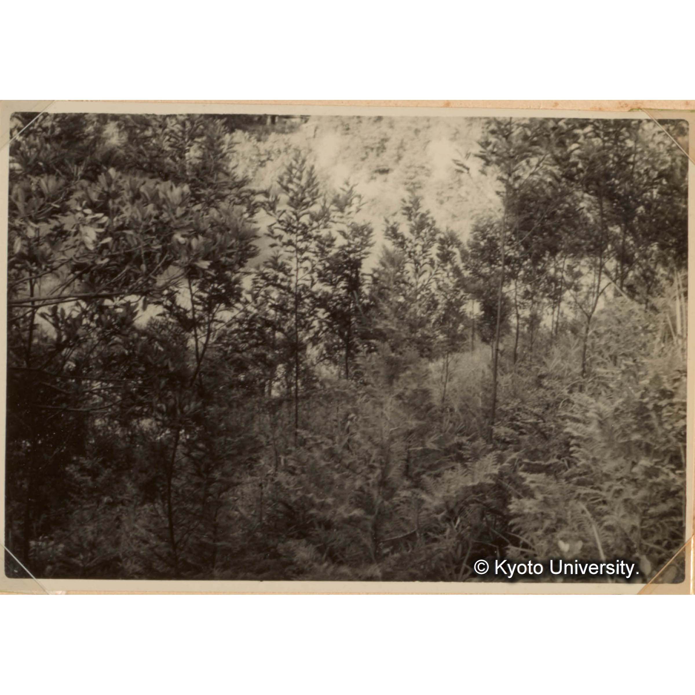 瘠悪林地の改善試驗 (2) (1)