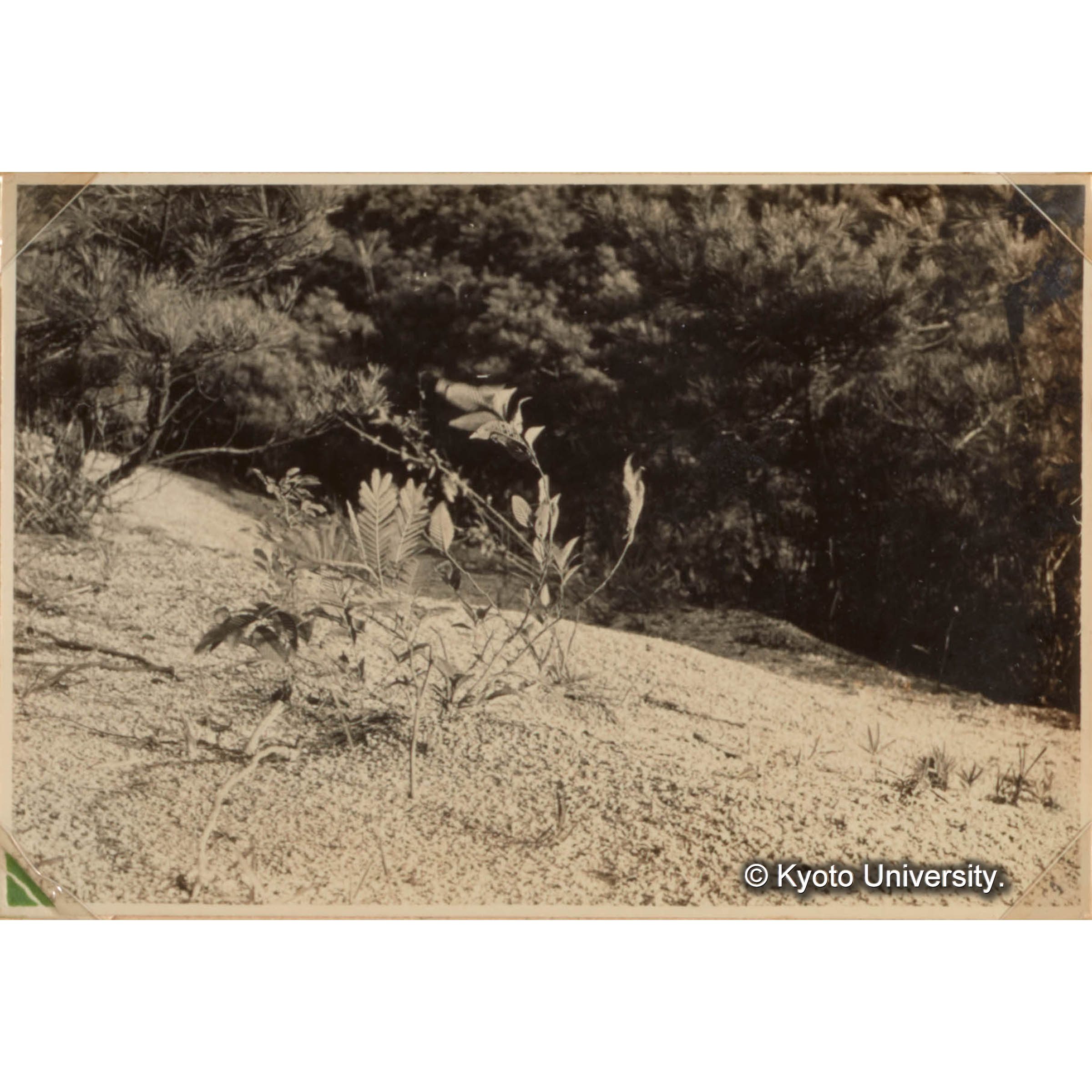 [国内演習林緑アルバム1957(緑色表紙)No.1のうち.] (1)