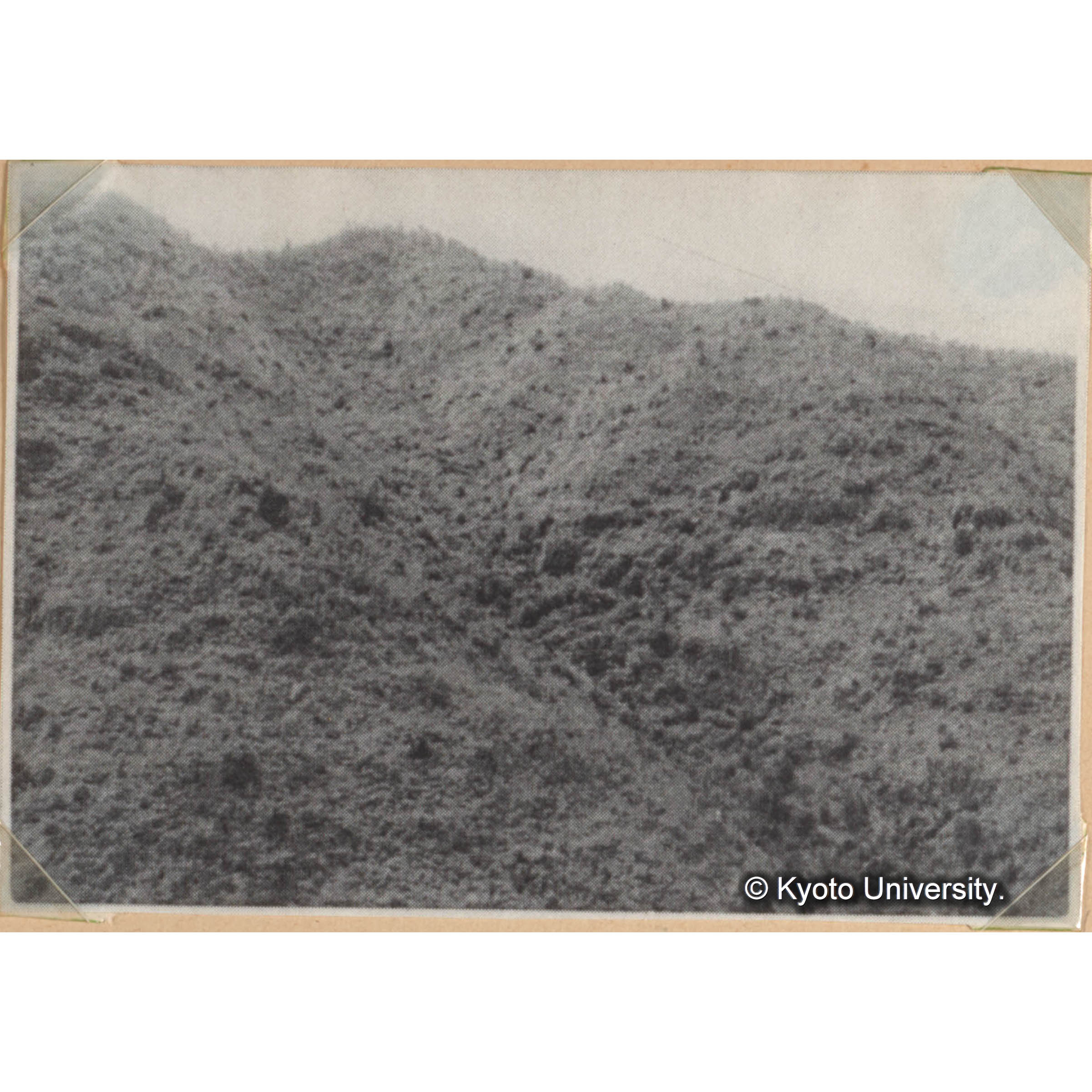 ＜白浜試験地ネガ整理番号 085-20＞ (1)