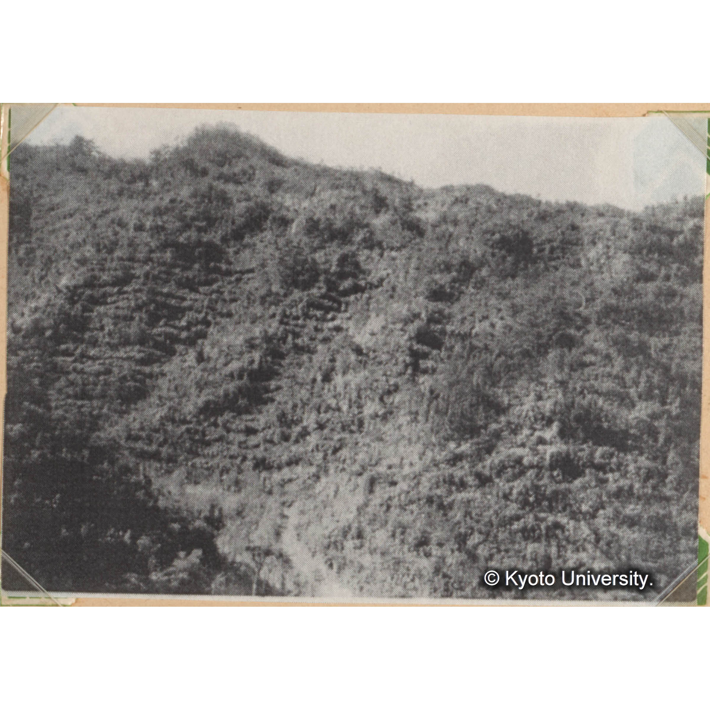 ＜白浜試験地ネガ整理番号 082-11＞ (1)