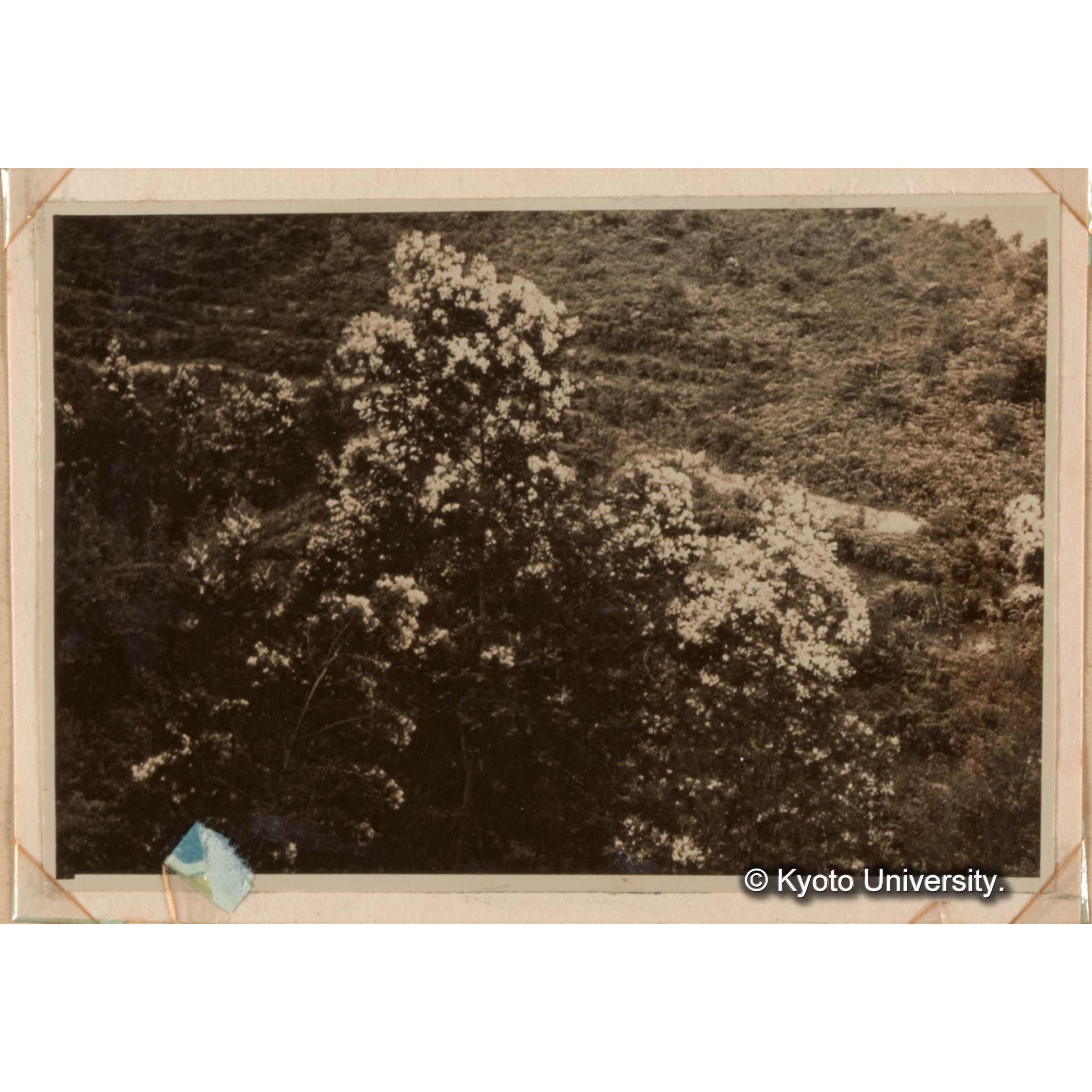 ＜白浜試験地ネガ整理番号 053-3＞ (1)