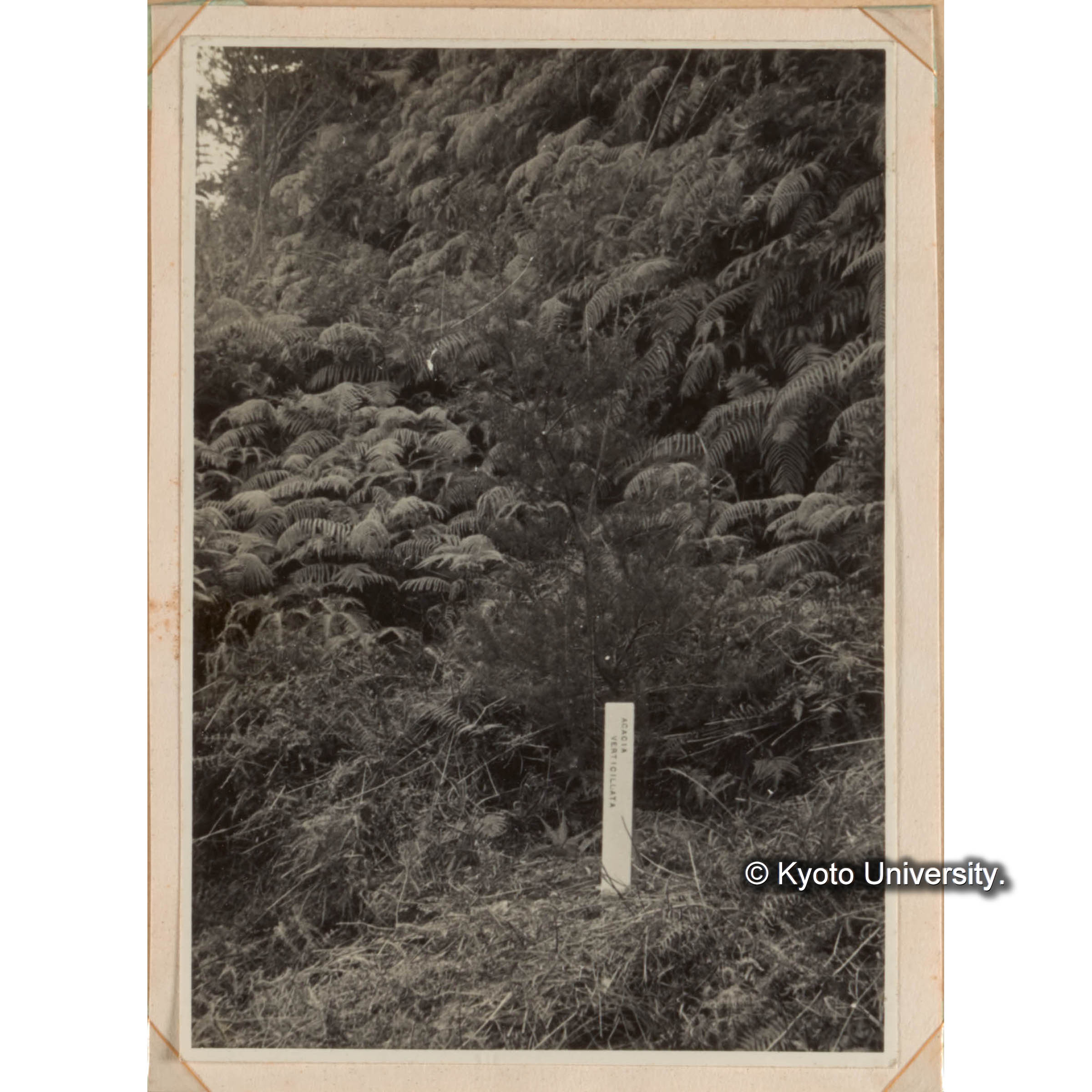 ＜白浜試験地ネガ整理番号 008B-36＞ (1)