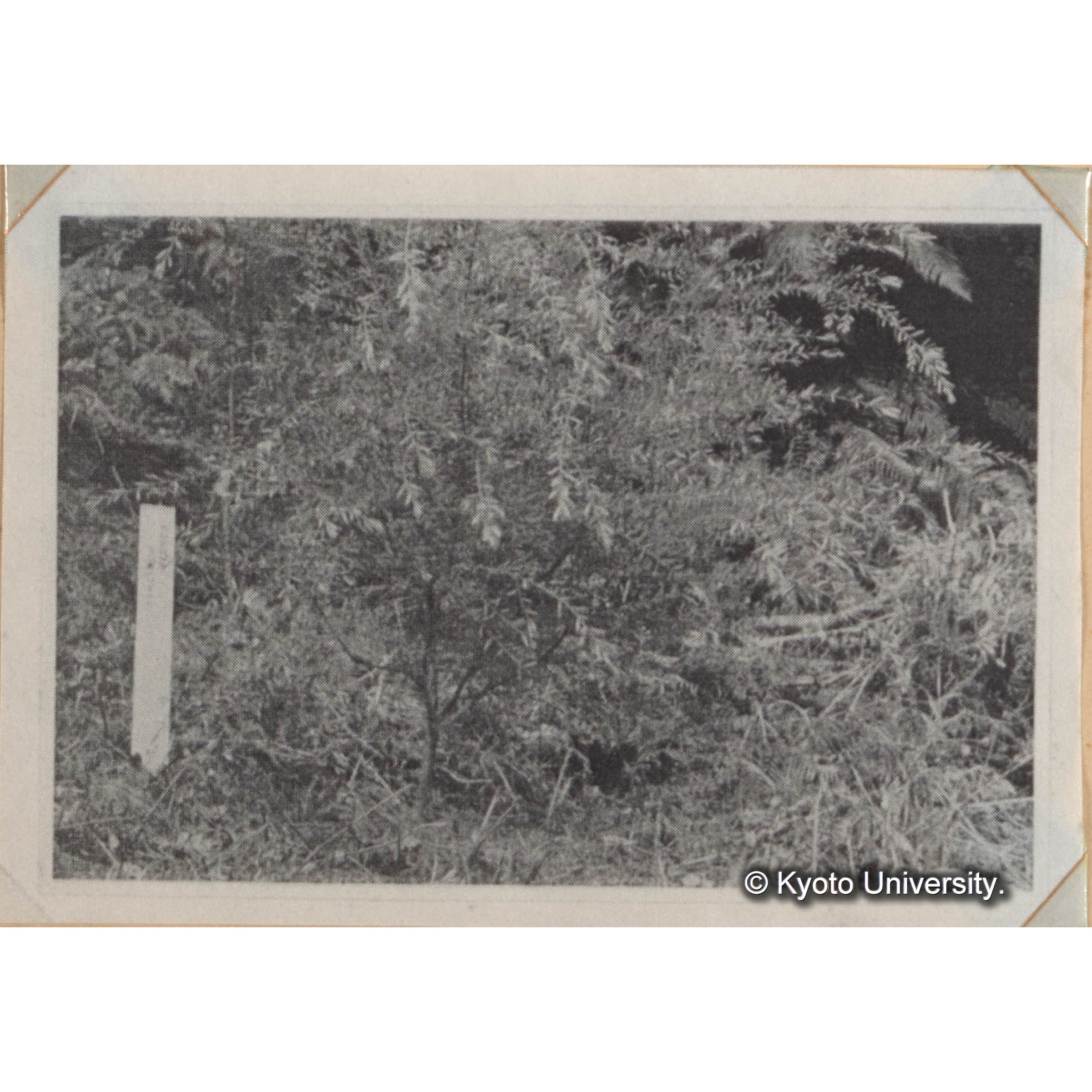 ＜白浜試験地ネガ整理番号 008B-41＞ (1)