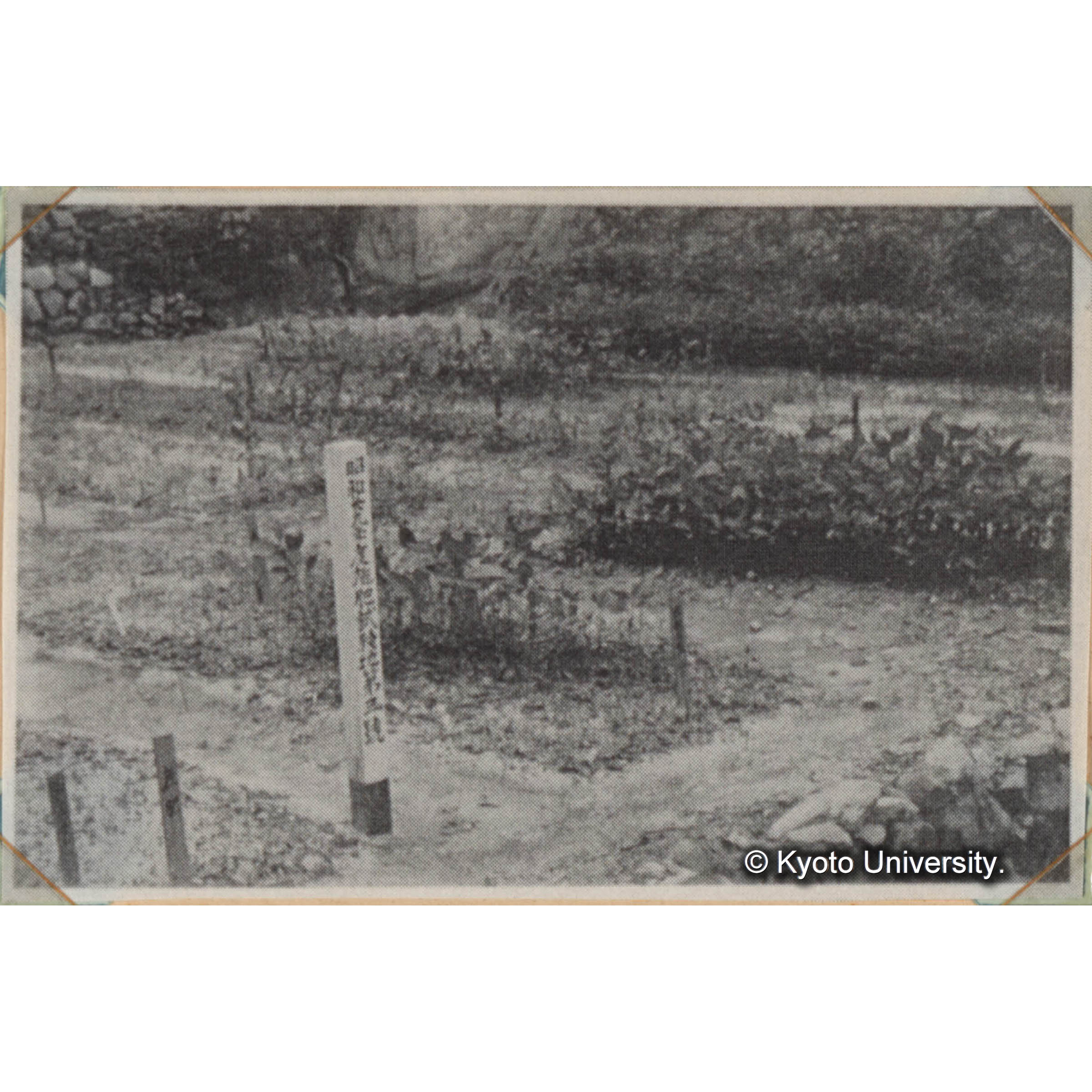 ＜白浜試験地ネガ整理番号 080-26＞ (1)