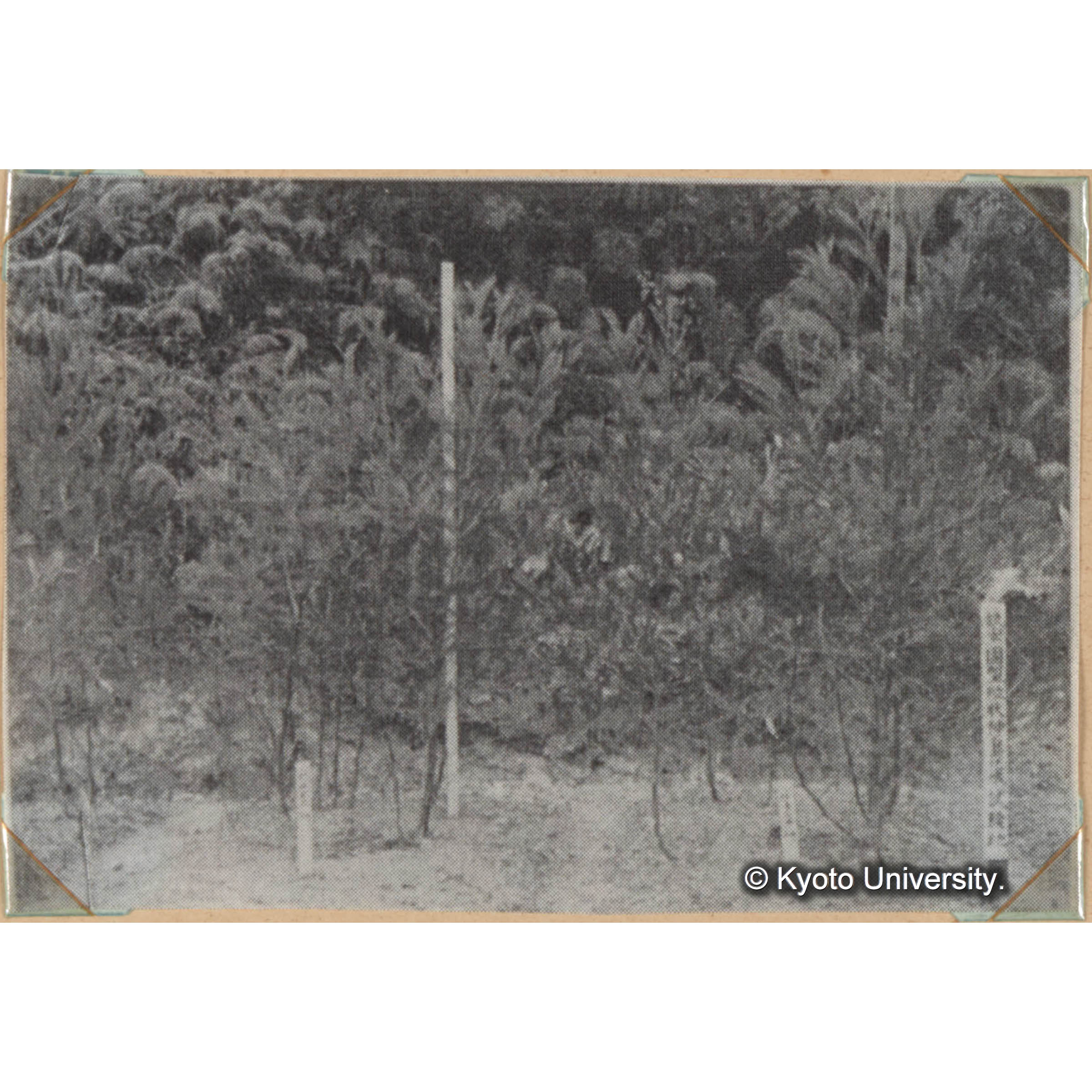 [国内演習林緑アルバム1957(緑色表紙)No.1のうち.] (1)