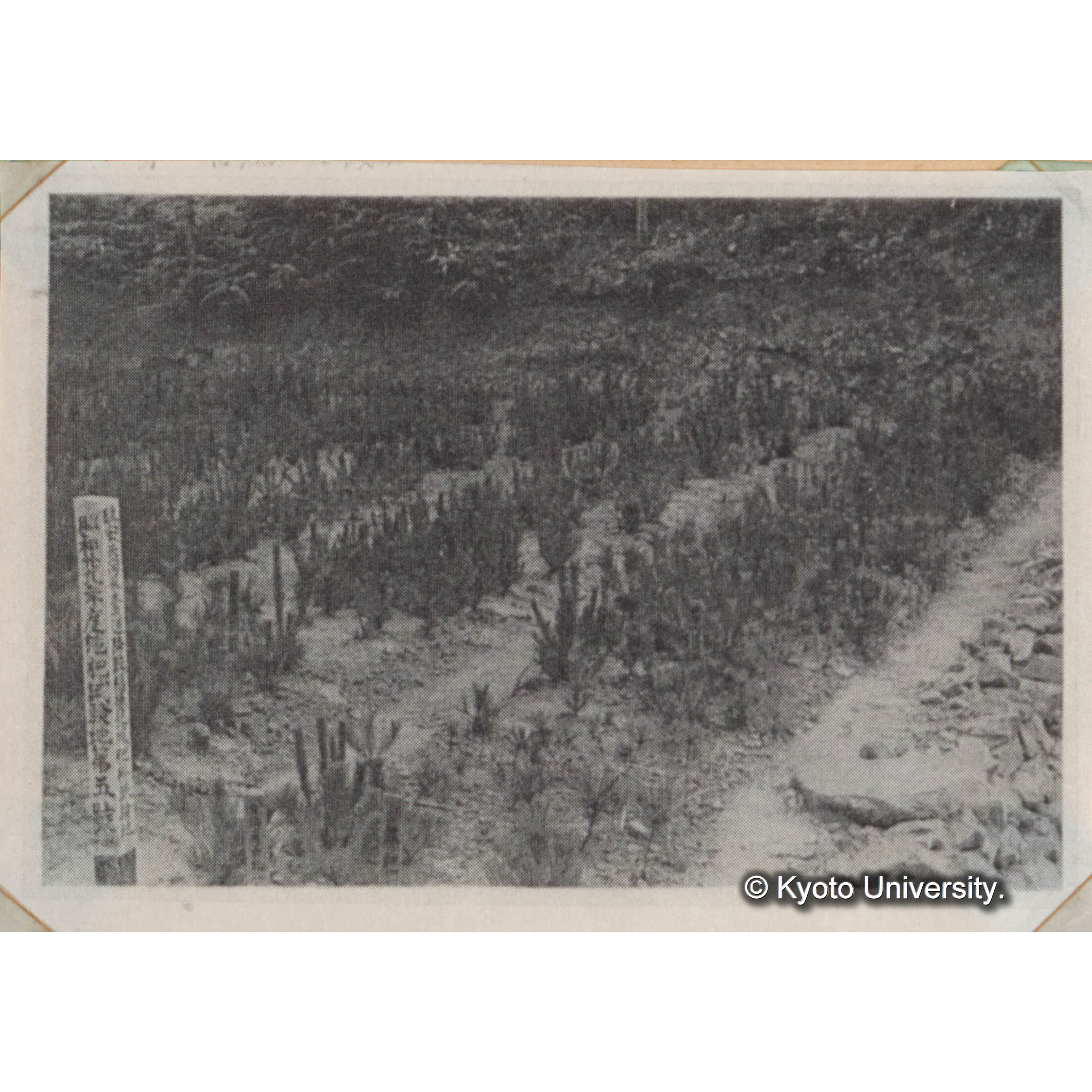 ＜白浜試験地ネガ整理番号 055-16＞ (1)