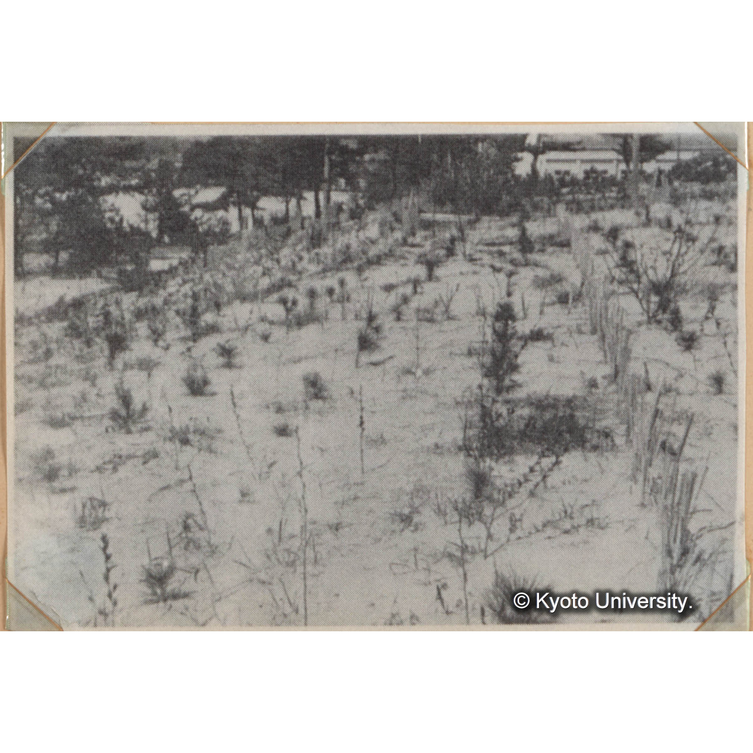 ＜白浜試験地ネガ整理番号 38A＞ (1)