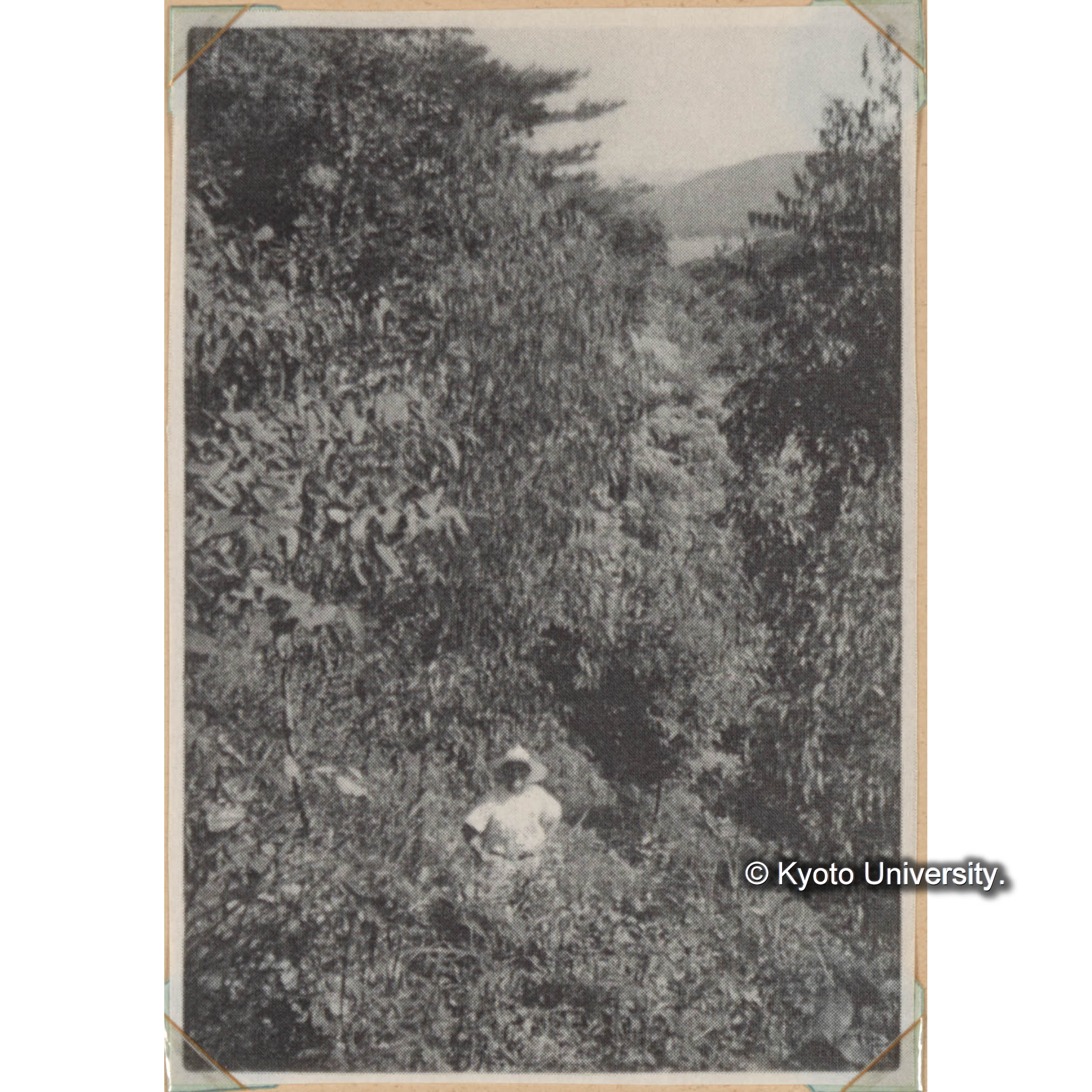 ユーカリの見本林　18種のユーカリが植えてある。人物の左の髙いのはグランディスユーカリ（3年生）　＜白浜試験地ネガ整理番号 047-12＞ (1)