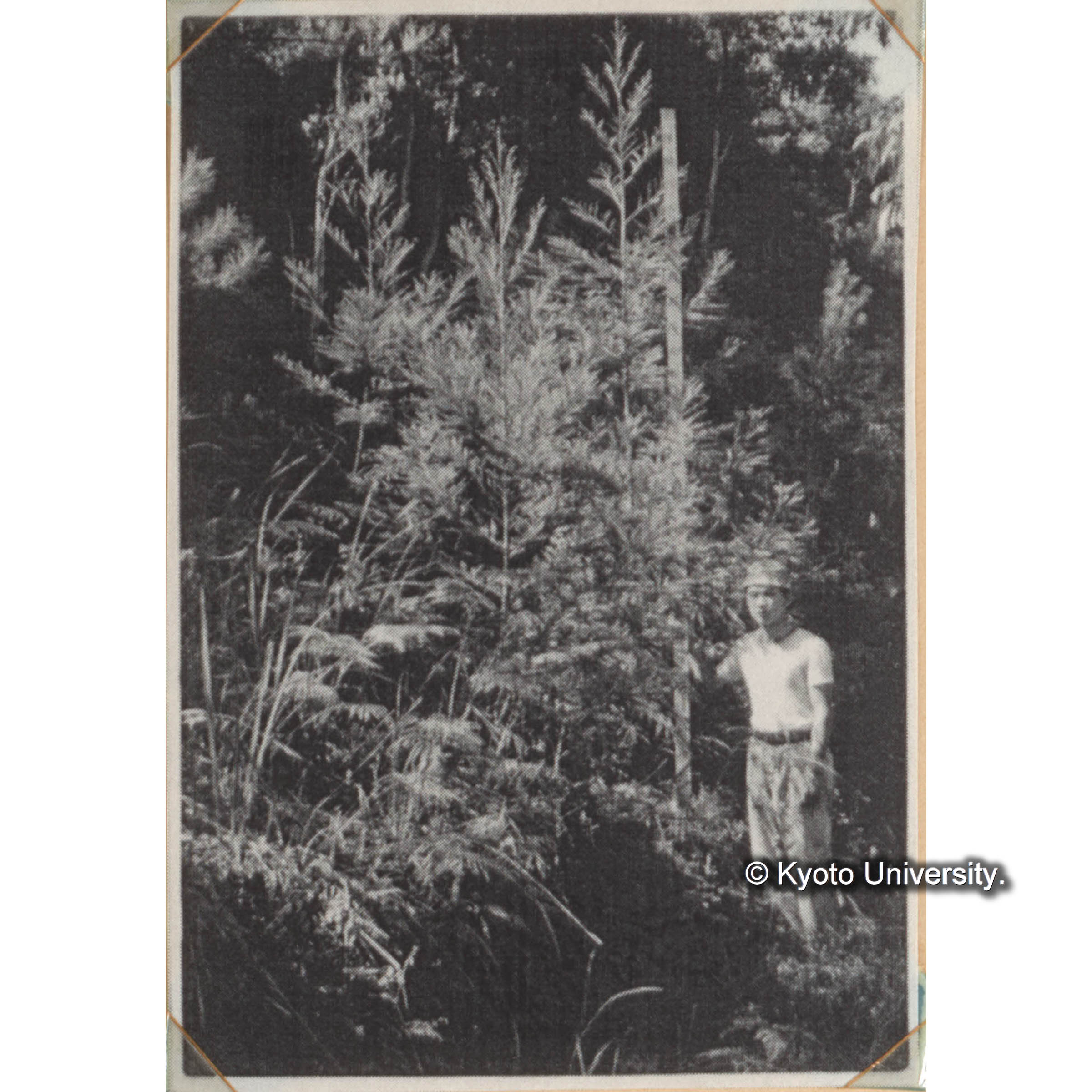 林地施肥試験　スギ、ヒノキ、アカマツ、ユーカリなどについて林地施肥試験を行っている。＜白浜試験地ネガ整理番号 047-16＞ (1)