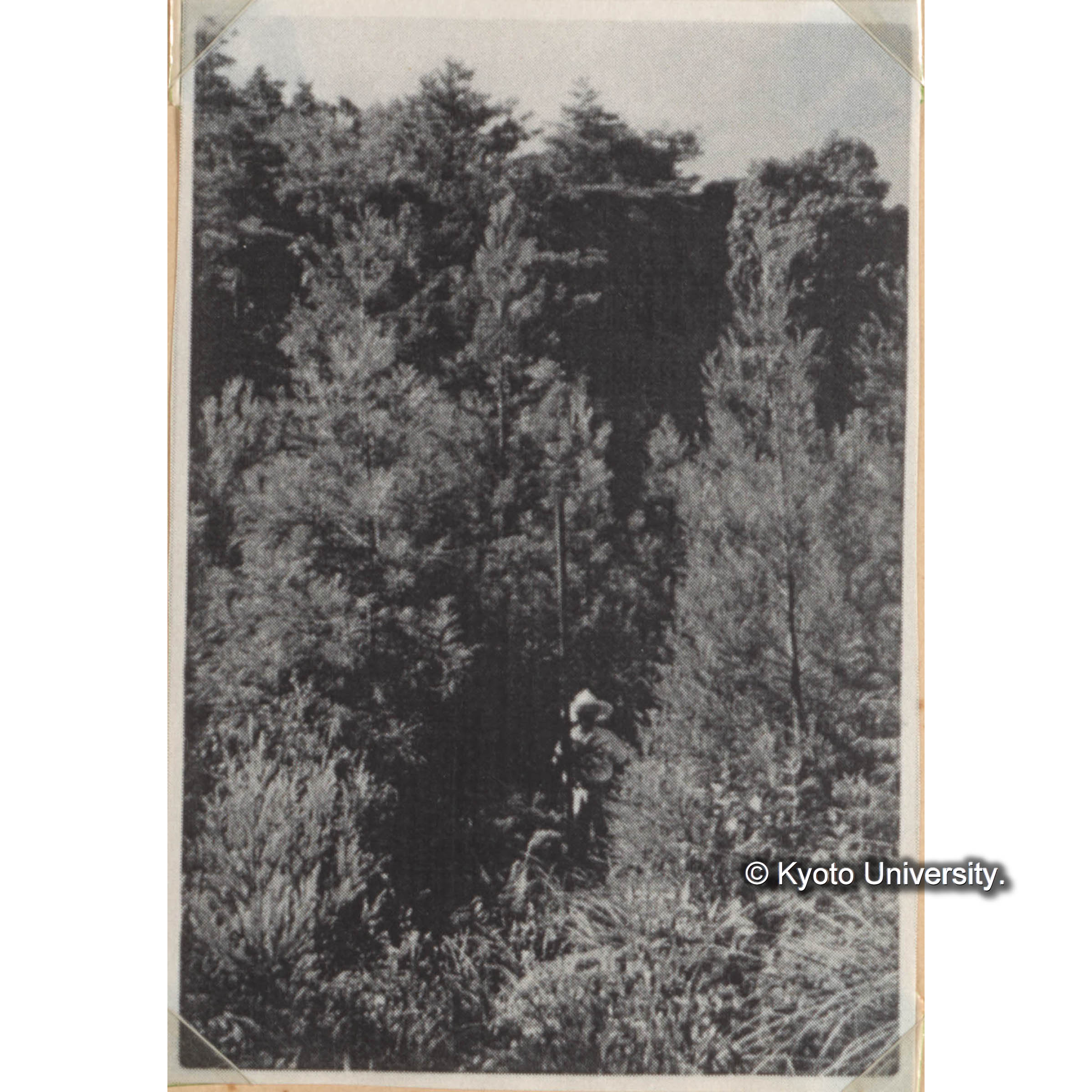 ＜白浜試験地ネガ整理番号 047-3＞ (1)