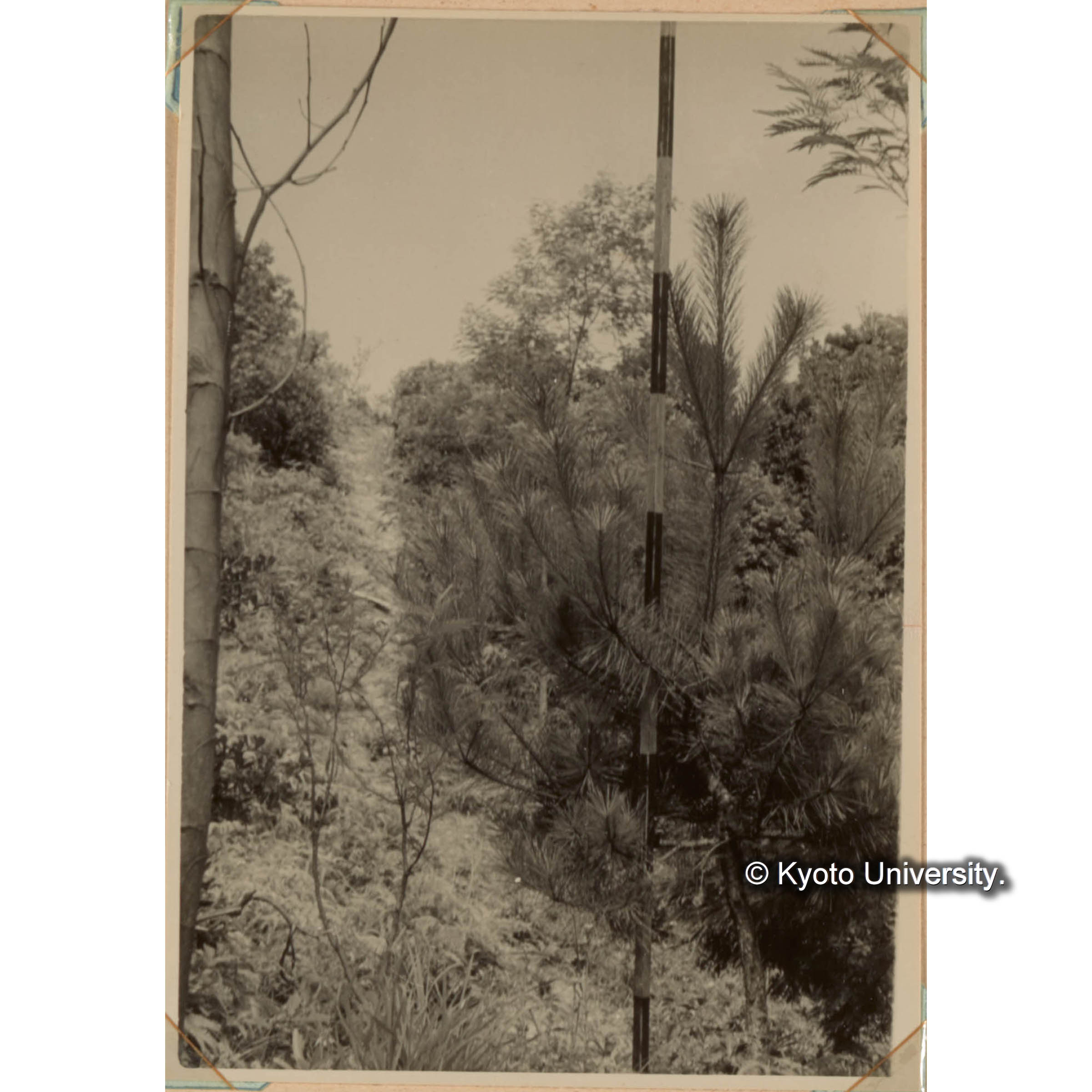 ＜白浜試験地ネガ整理番号 083-36＞ (1)