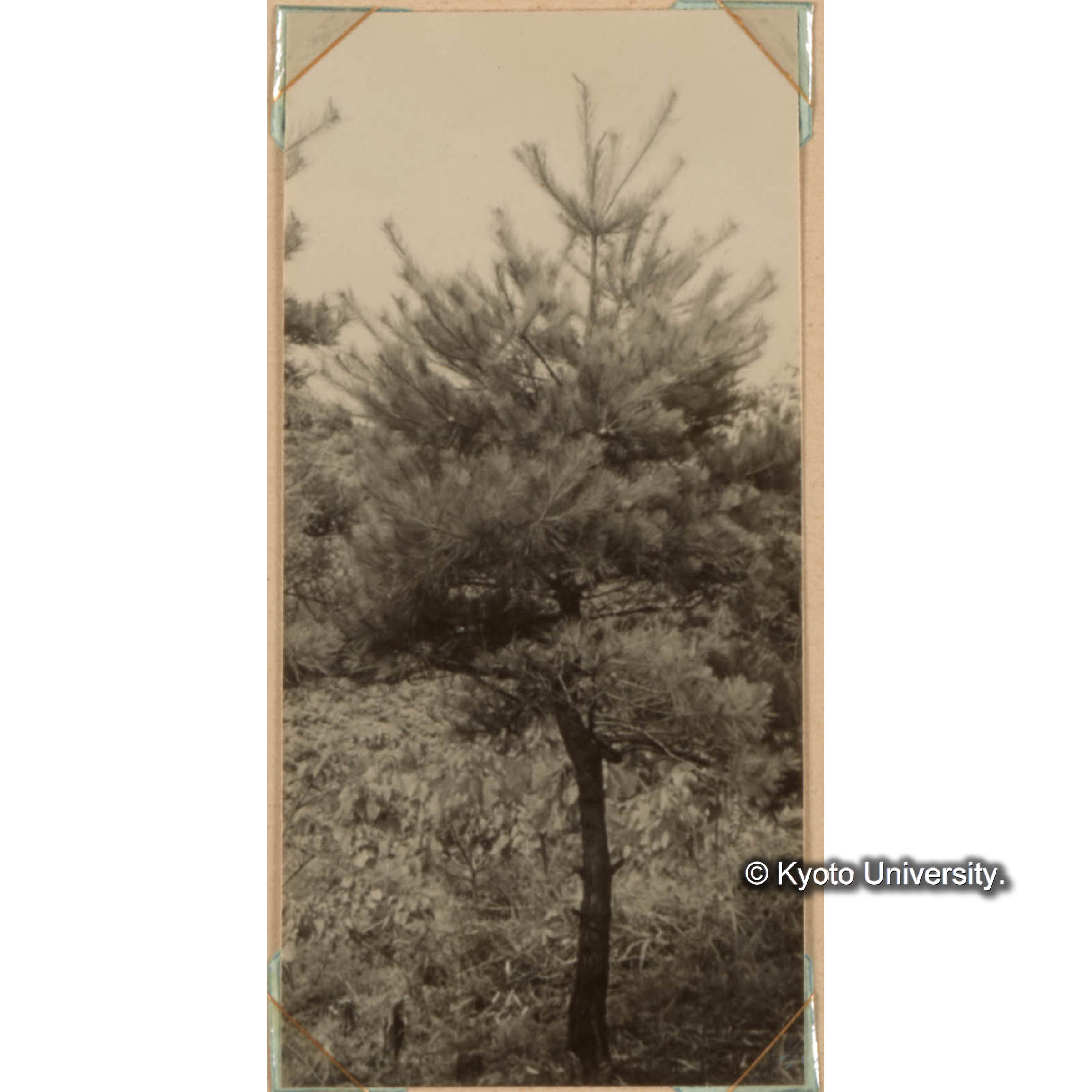 ＜白浜試験地ネガ整理番号 079-13＞ (1)