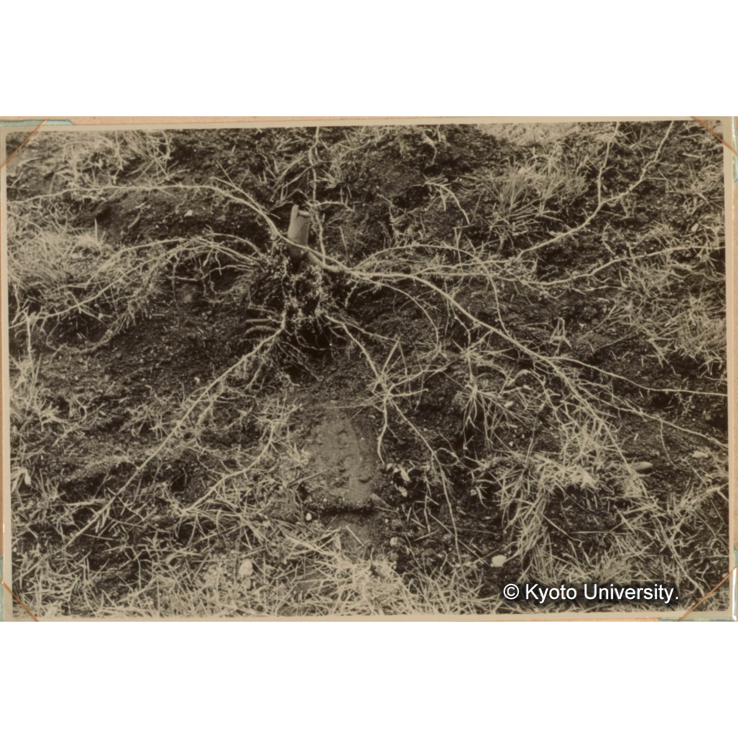 ＜白浜試験地ネガ整理番号 078-08＞ (1)