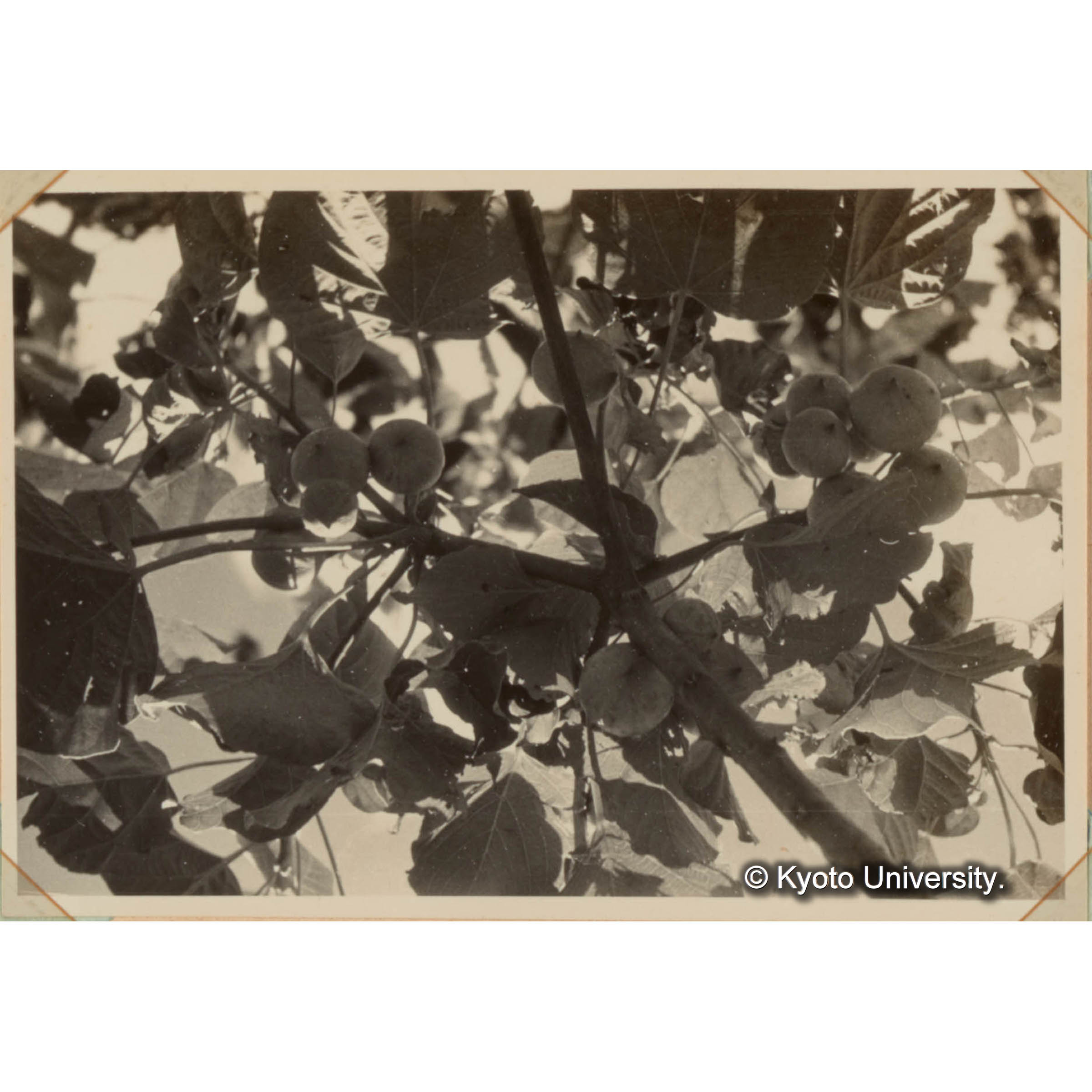 ＜白浜試験地ネガ整理番号 090-12＞ (1)