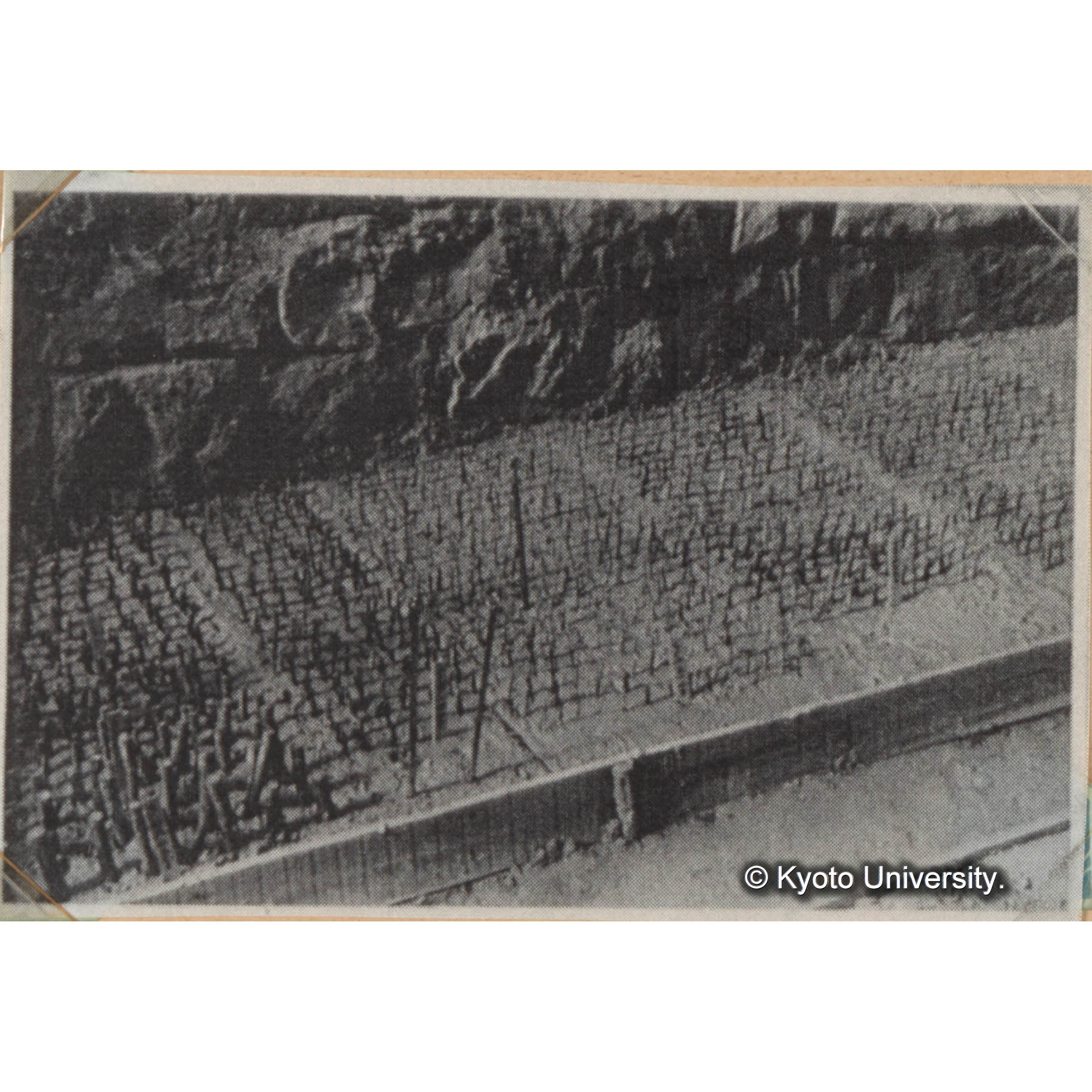 山腹を利用して横孔を掘り、メタセコイアなどの挿木の試験を行っている。　＜白浜試験地ネガ整理番号 038-13＞ (1)