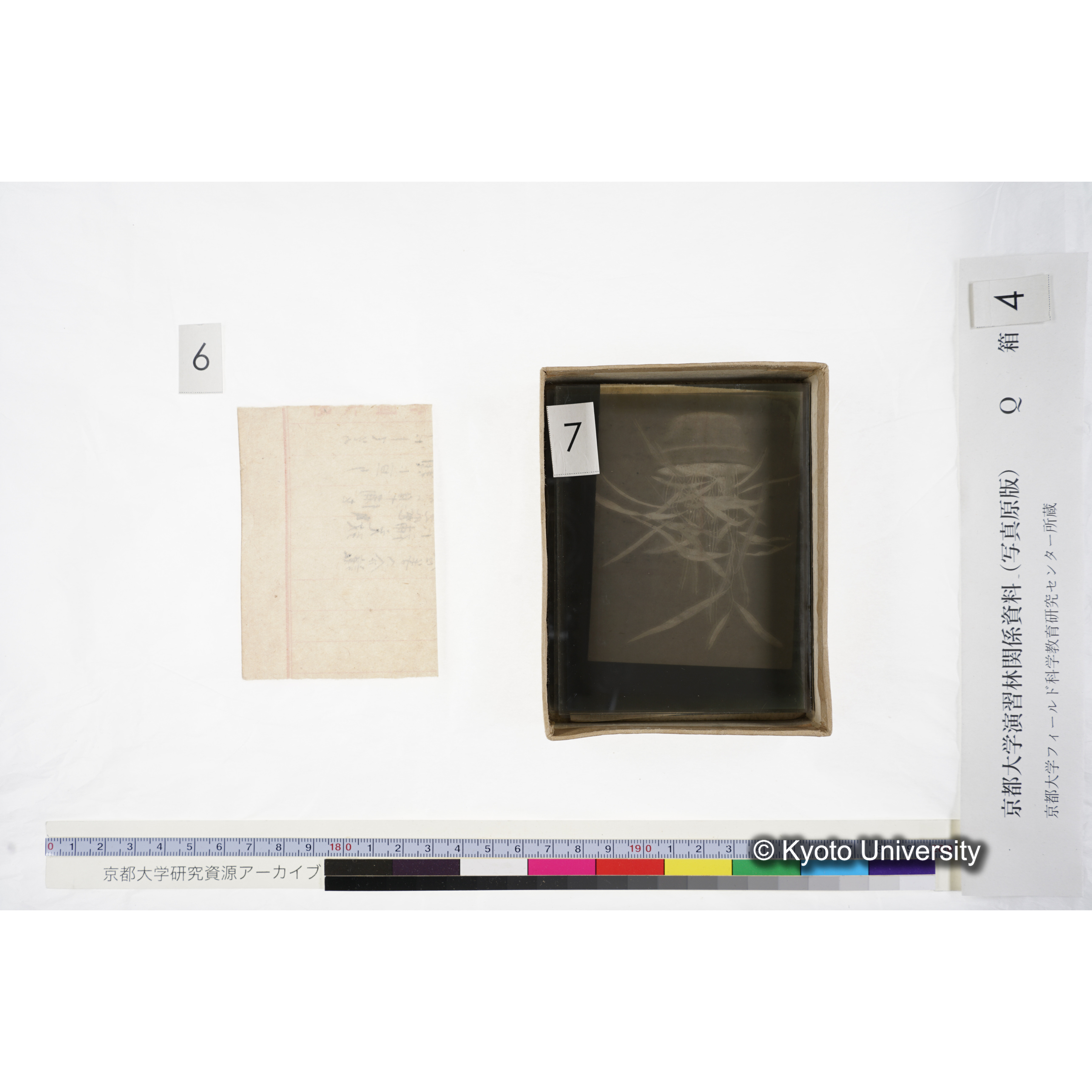 [ガラス乾板Q-箱4] 外国種子. (7)