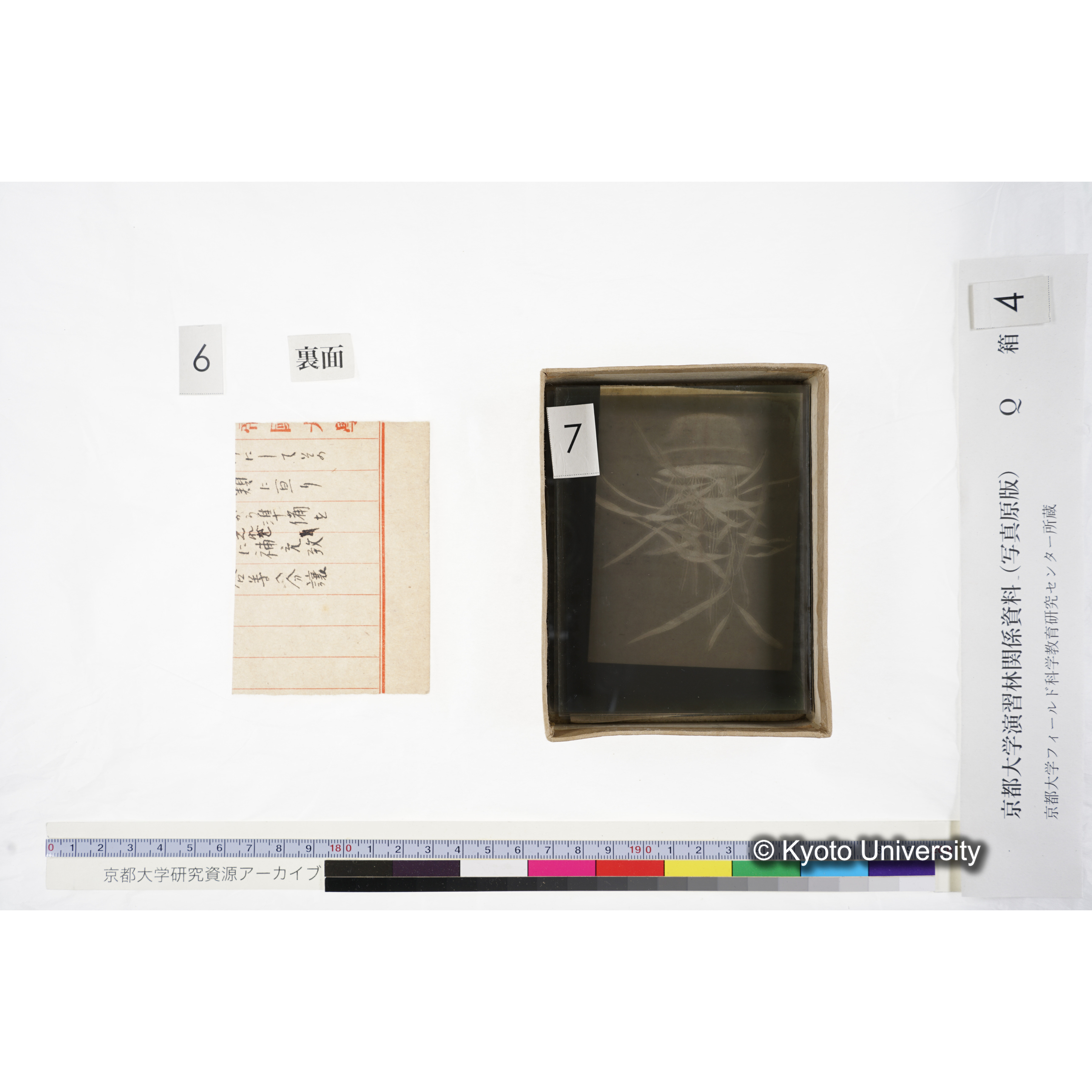 [ガラス乾板Q-箱4] 外国種子. (8)