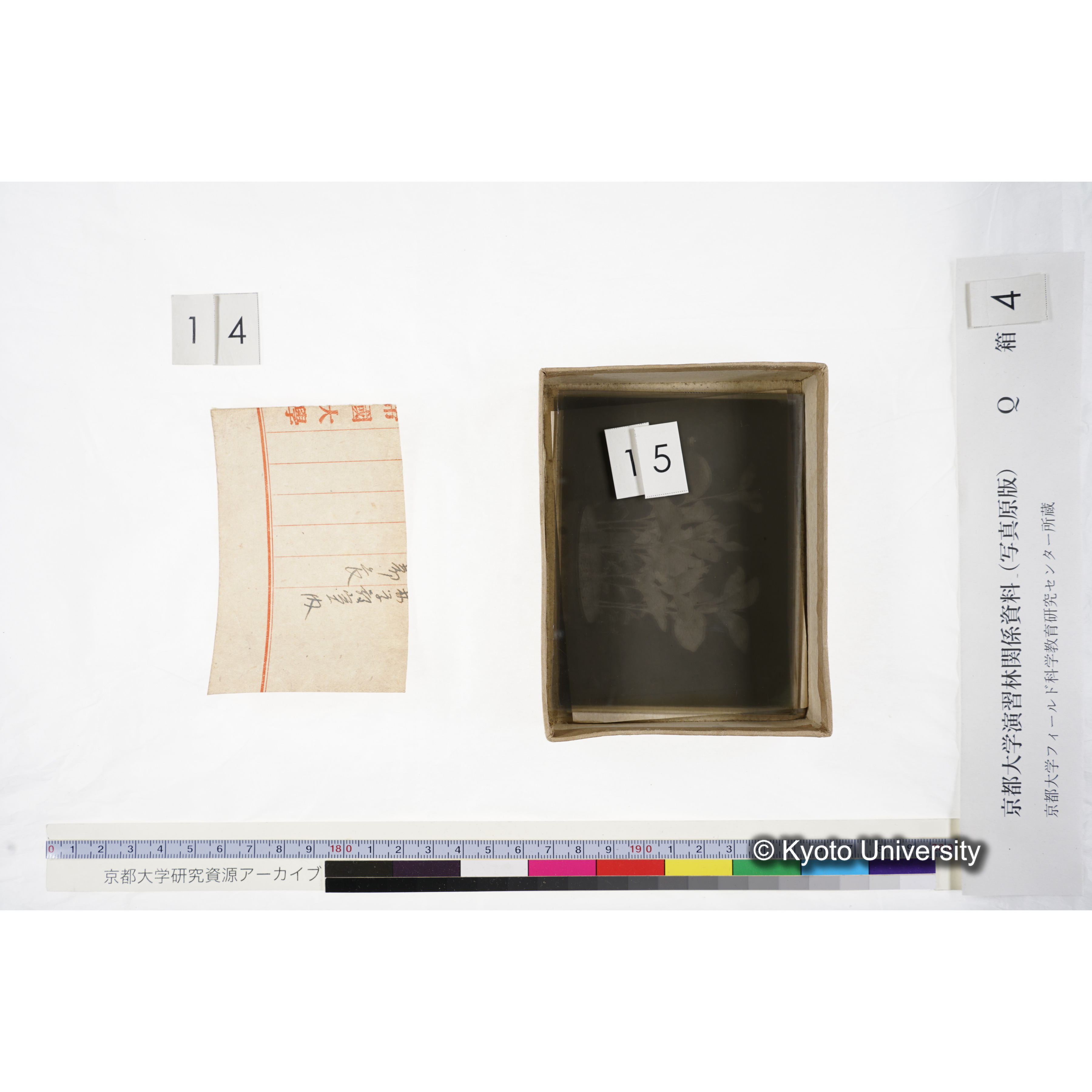 [ガラス乾板Q-箱4] 外国種子. (13)