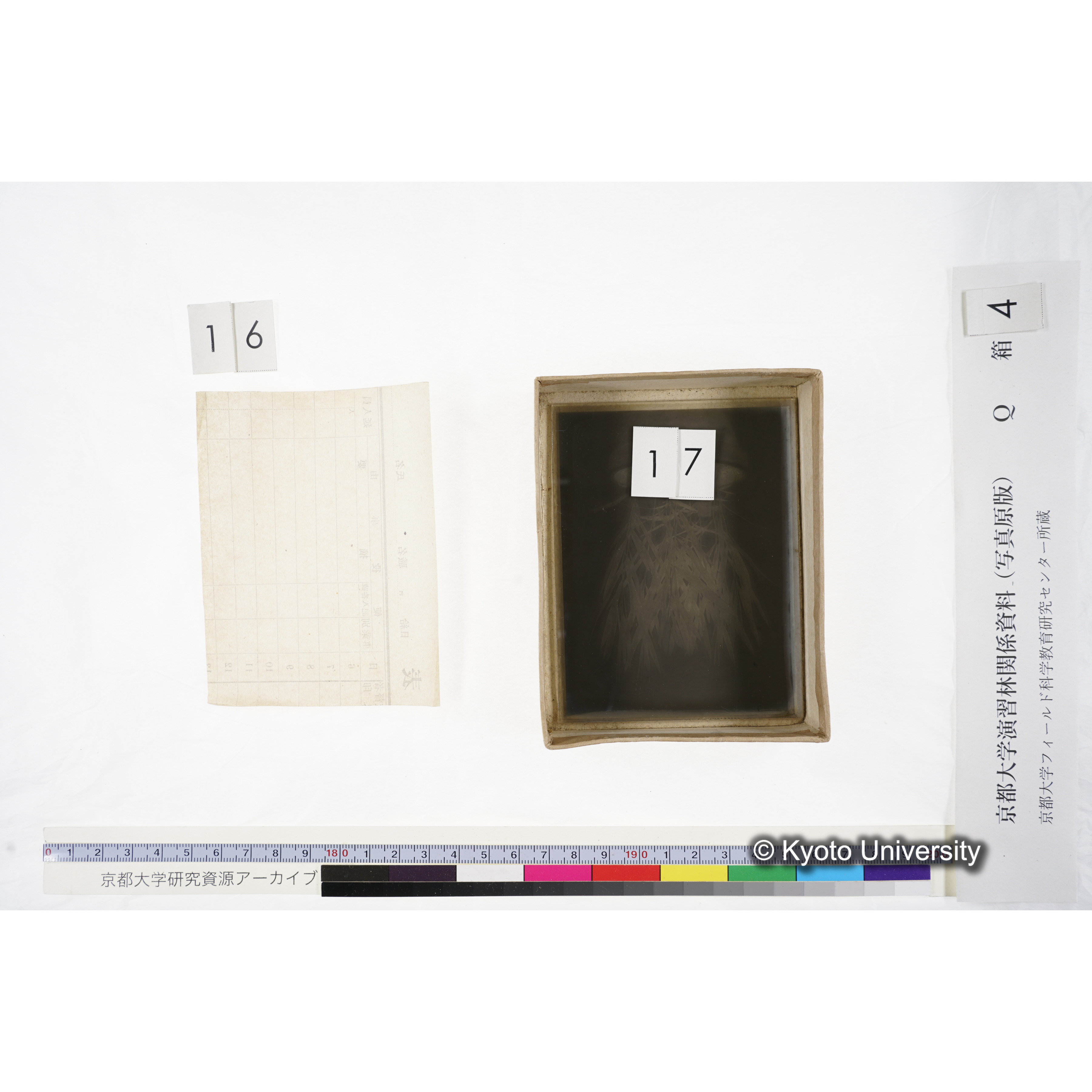 [ガラス乾板Q-箱4] 外国種子. (15)