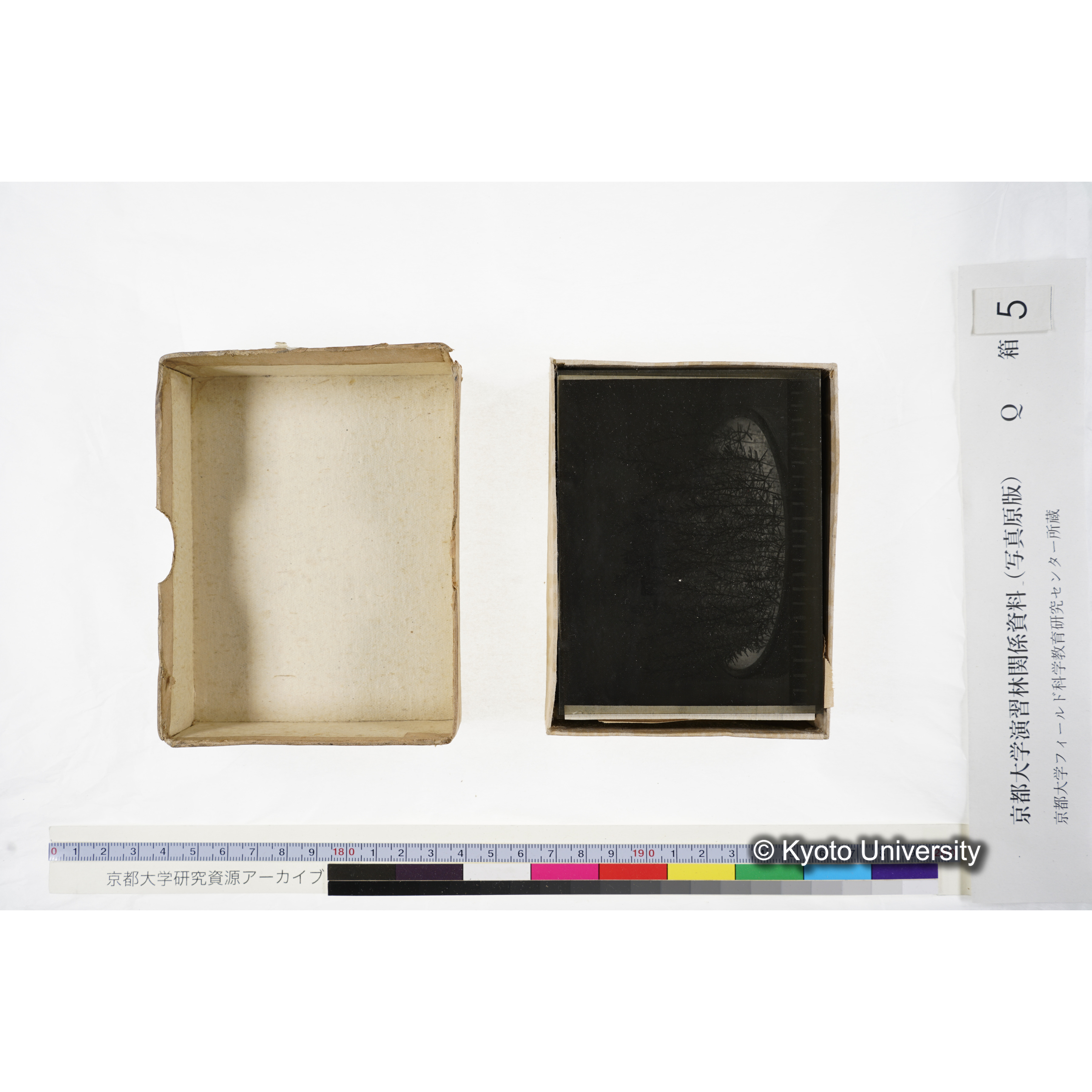 [ガラス乾板Q-箱5] 外国種子. (4)