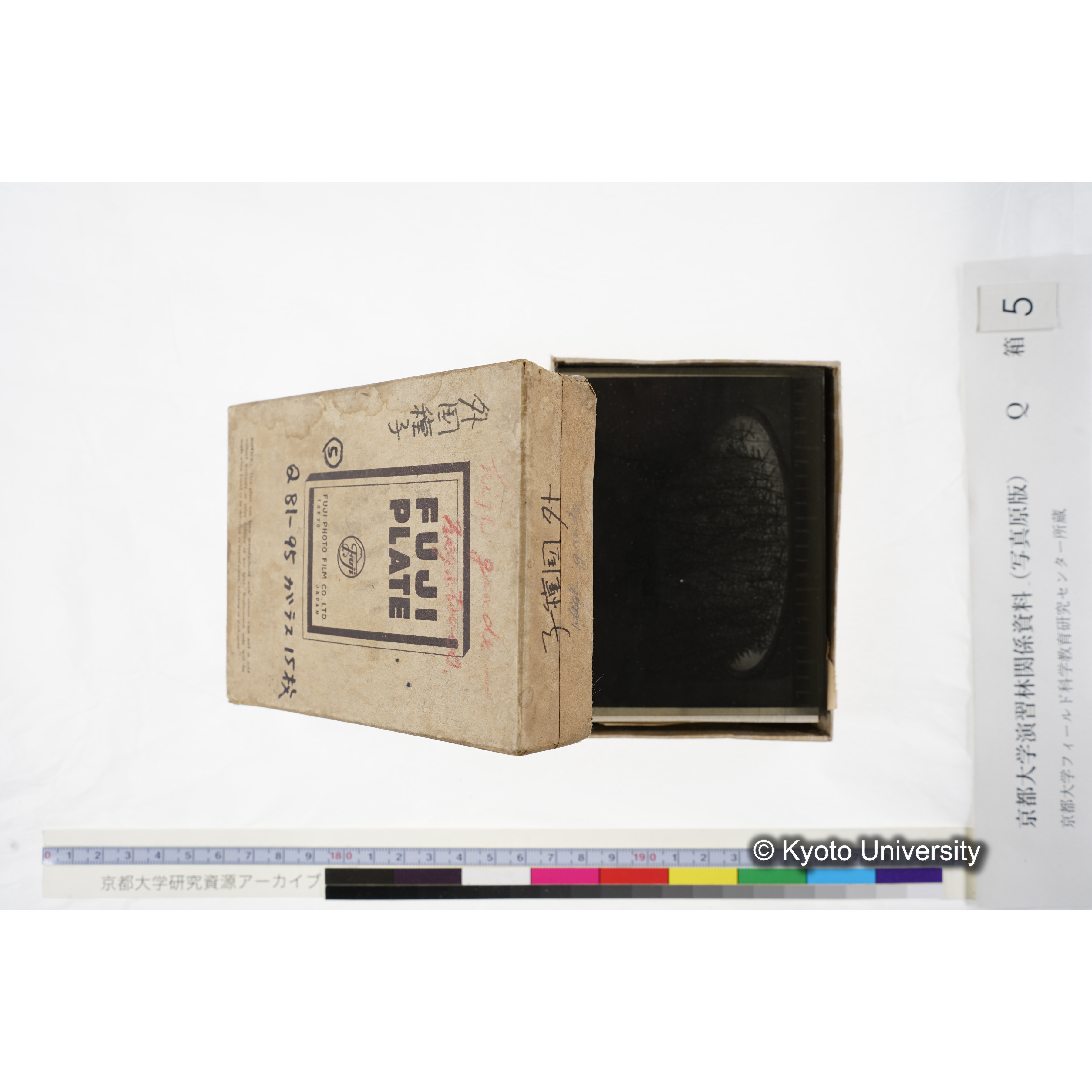 [ガラス乾板Q-箱5] 外国種子. (5)