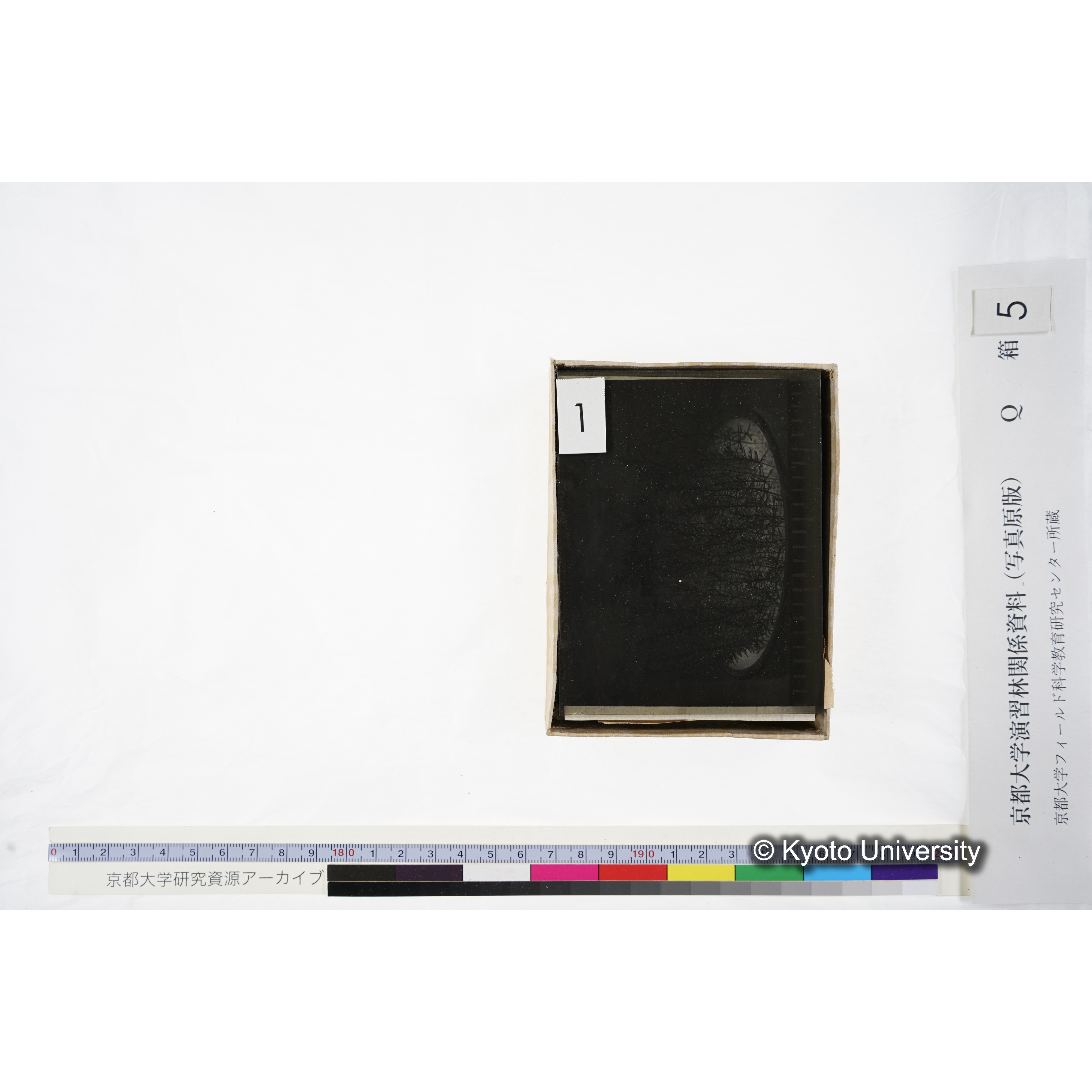 [ガラス乾板Q-箱5] 外国種子. (6)