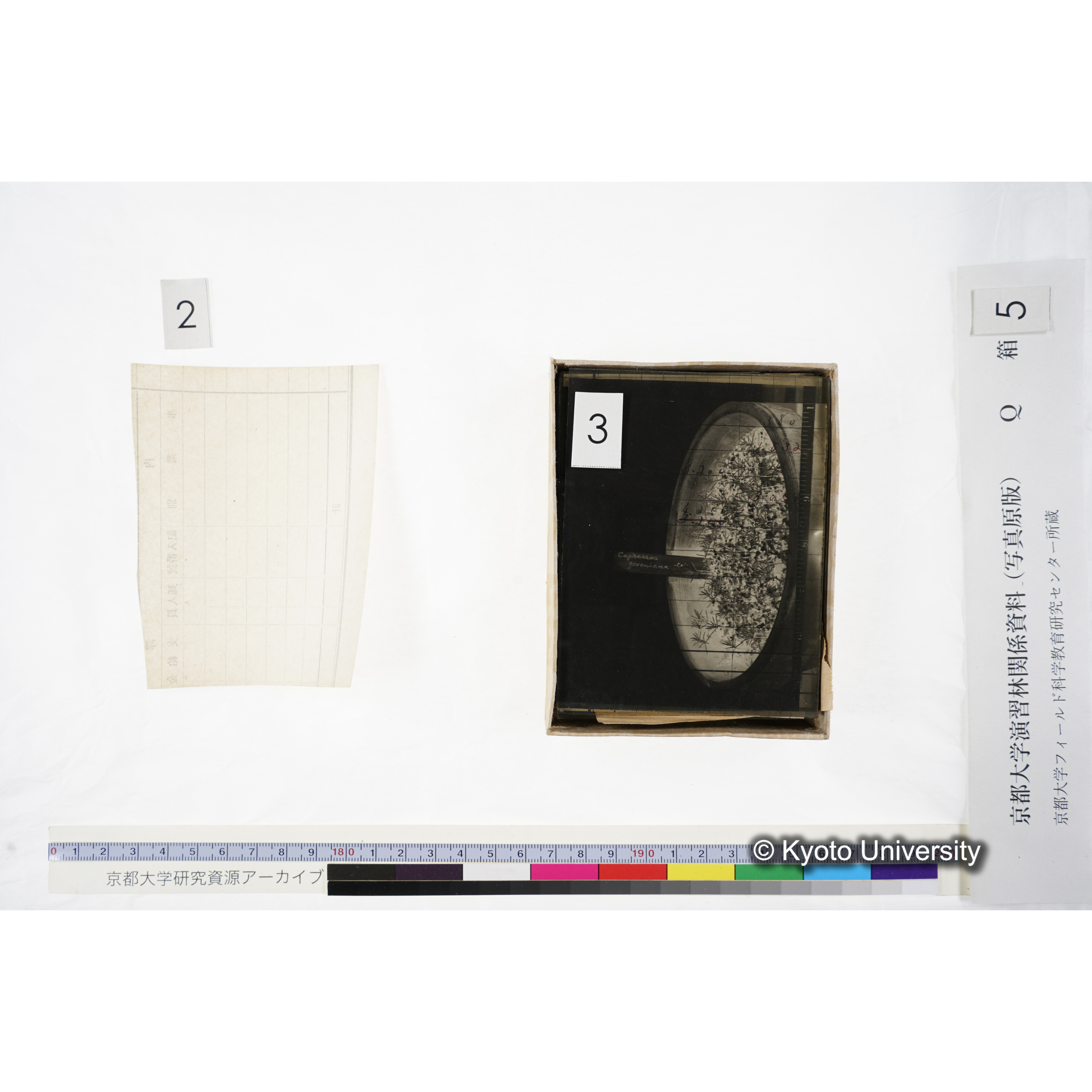 [ガラス乾板Q-箱5] 外国種子. (7)