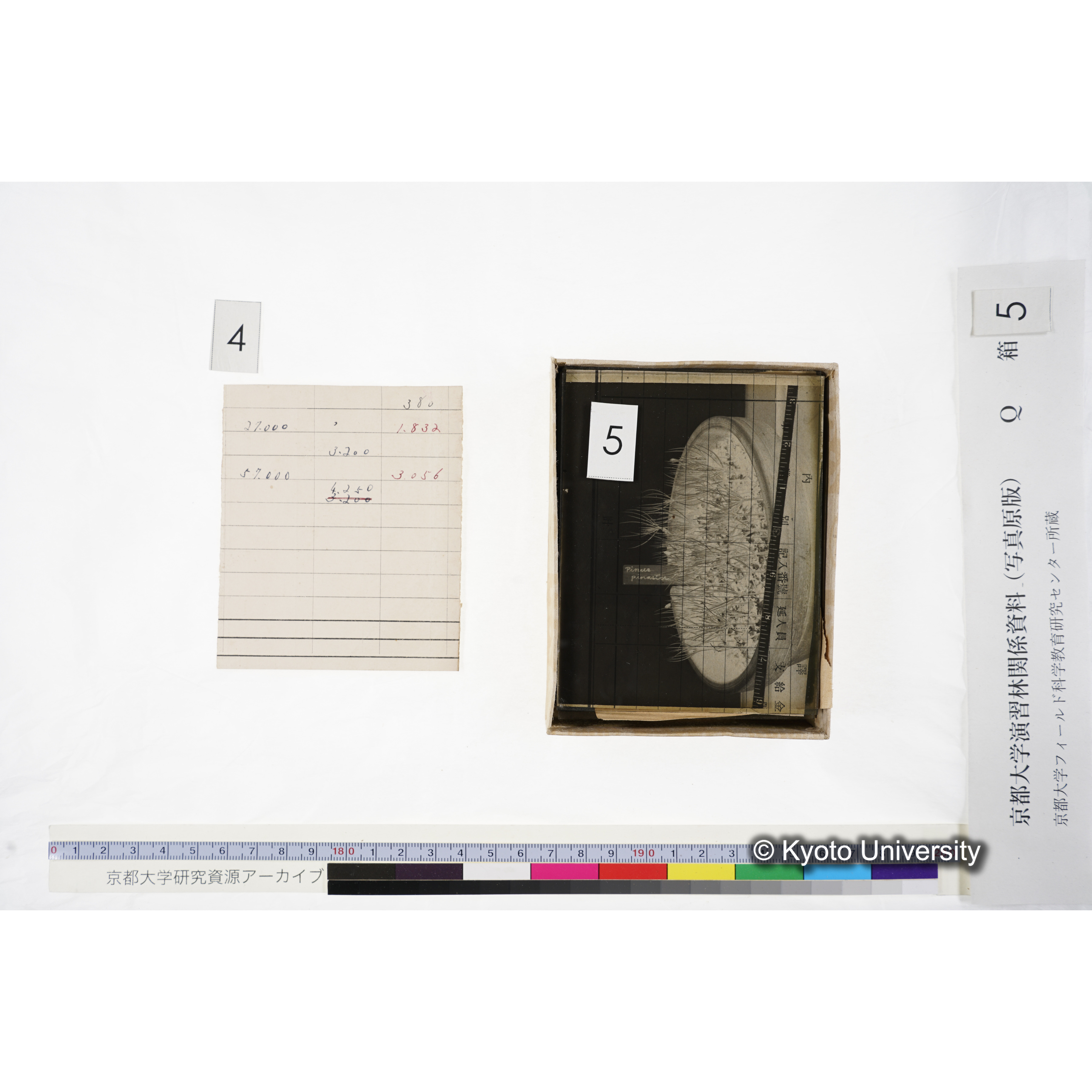 [ガラス乾板Q-箱5] 外国種子. (9)