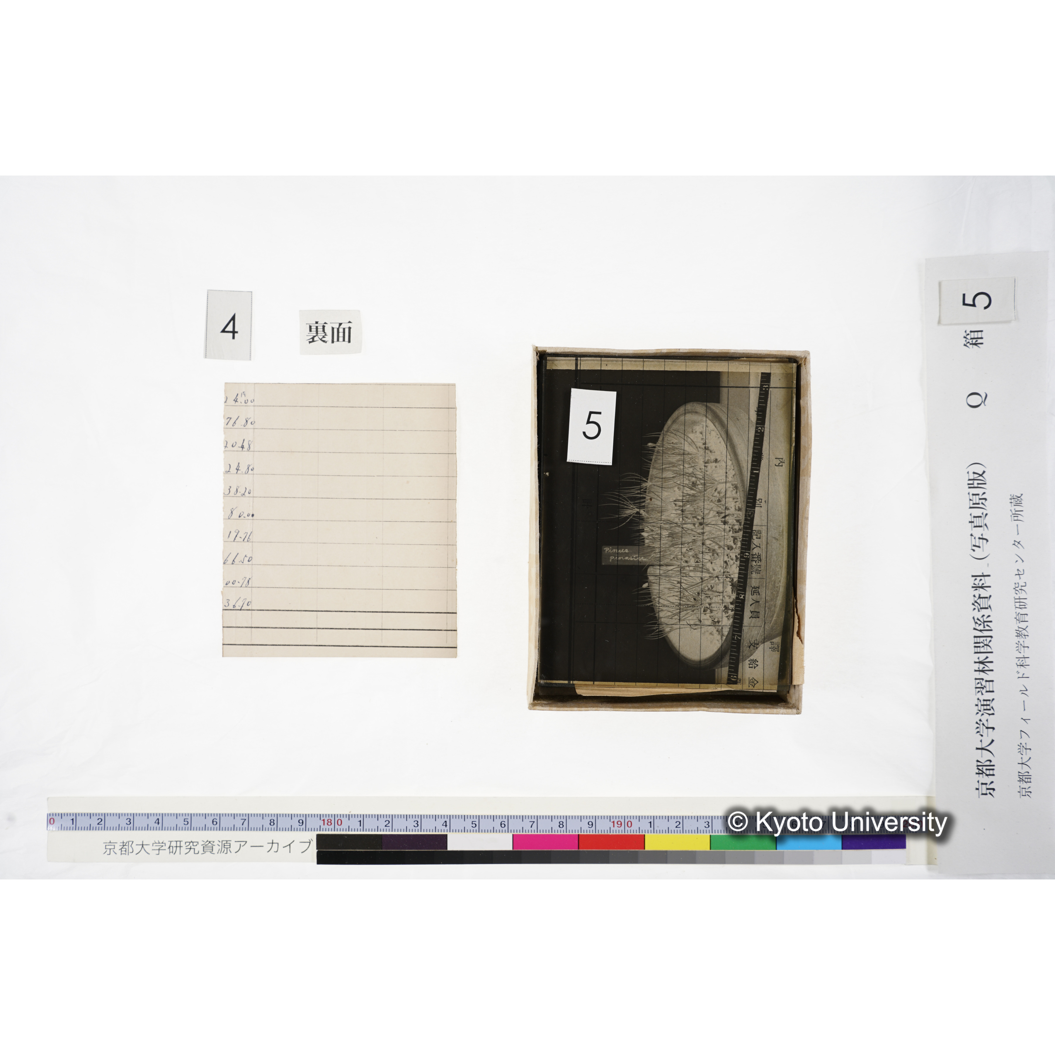 [ガラス乾板Q-箱5] 外国種子. (10)