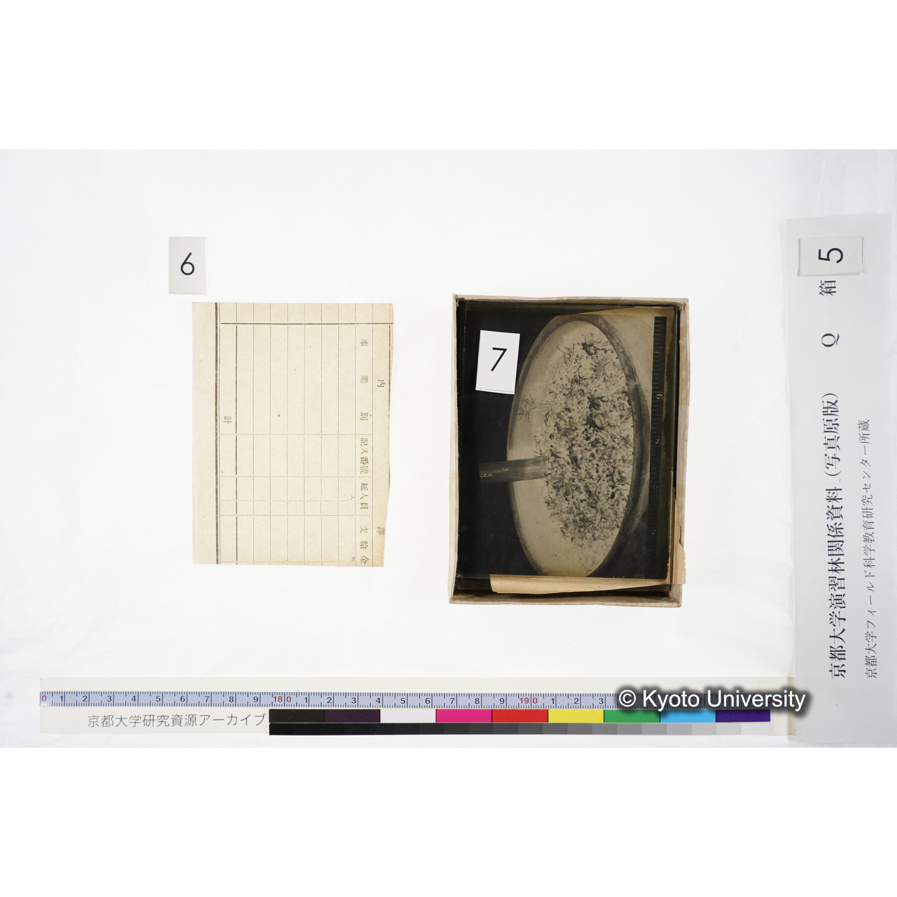 [ガラス乾板Q-箱5] 外国種子. (11)