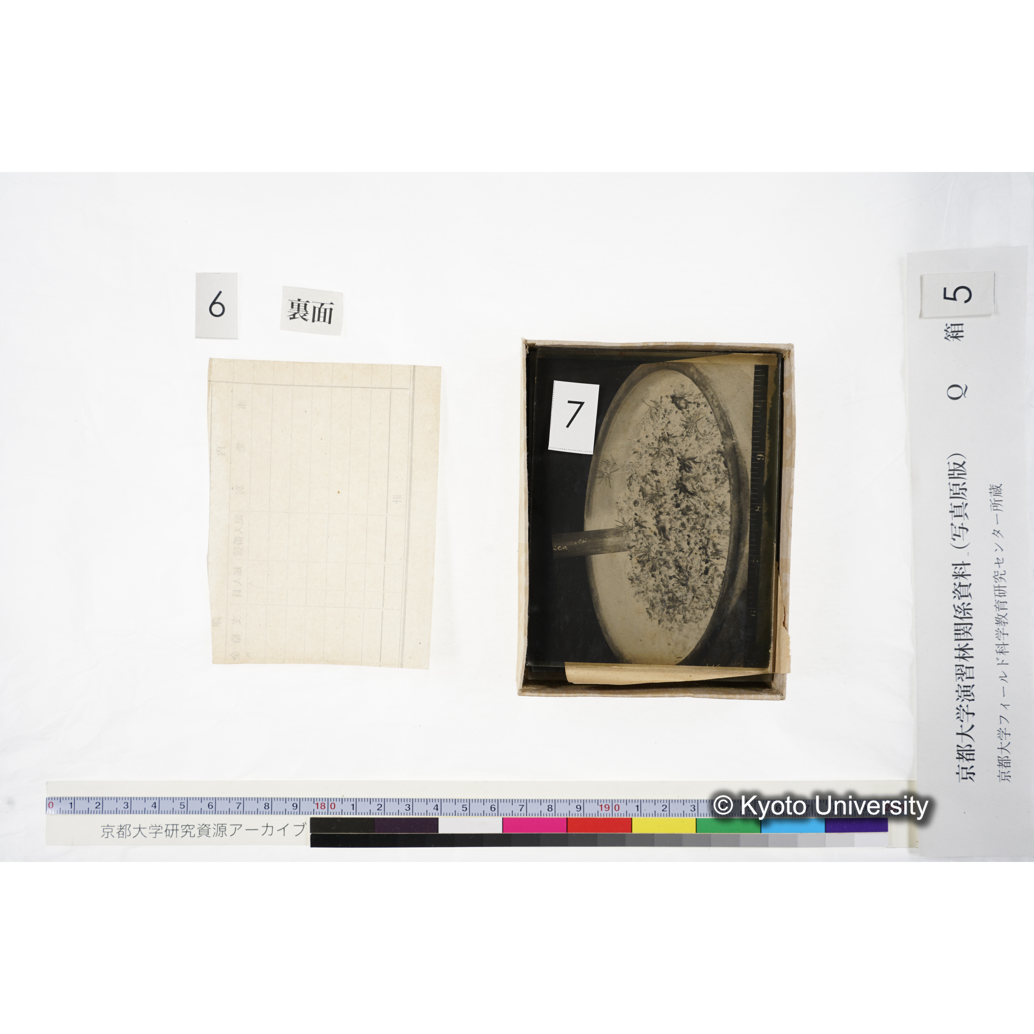 [ガラス乾板Q-箱5] 外国種子. (12)