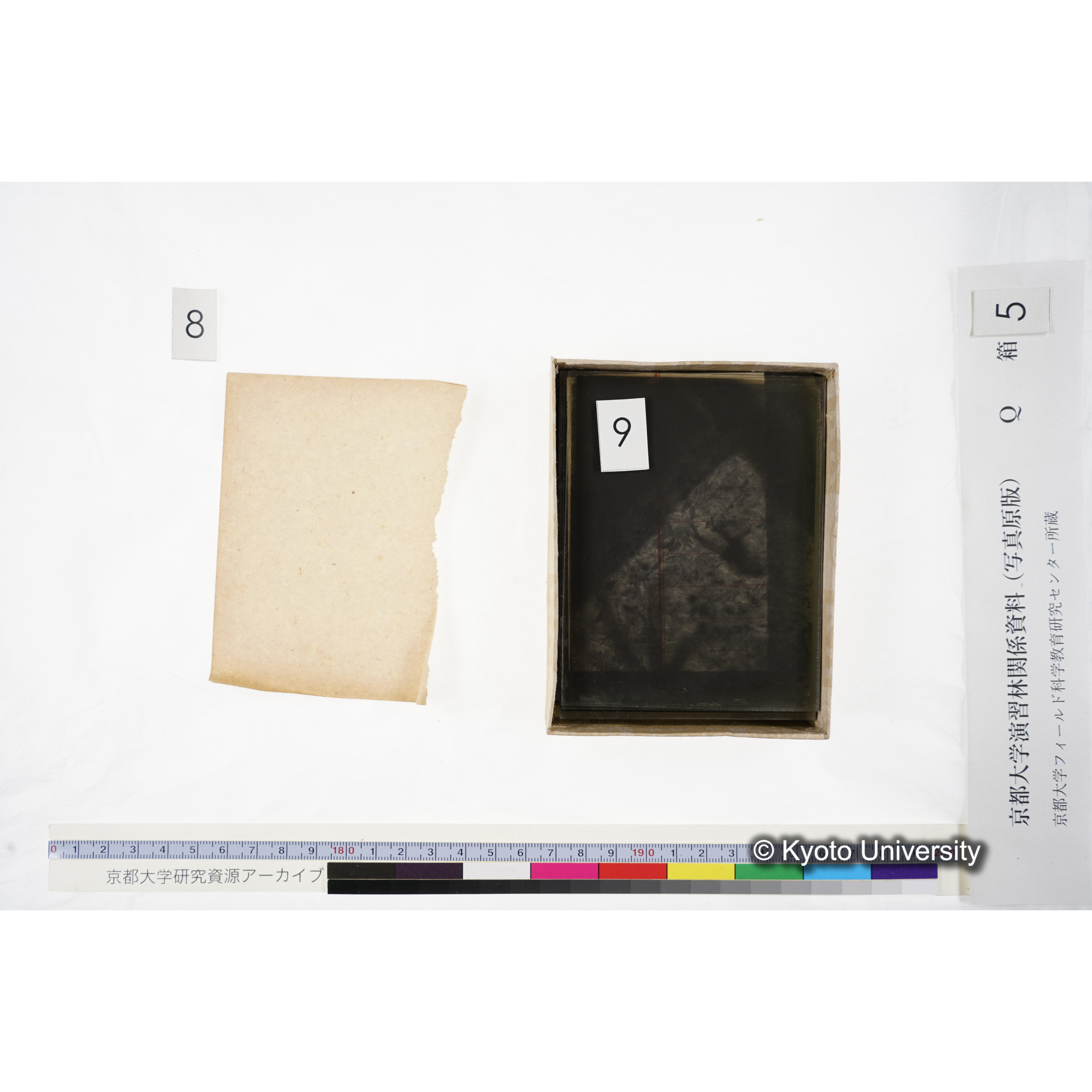 [ガラス乾板Q-箱5] 外国種子. (13)