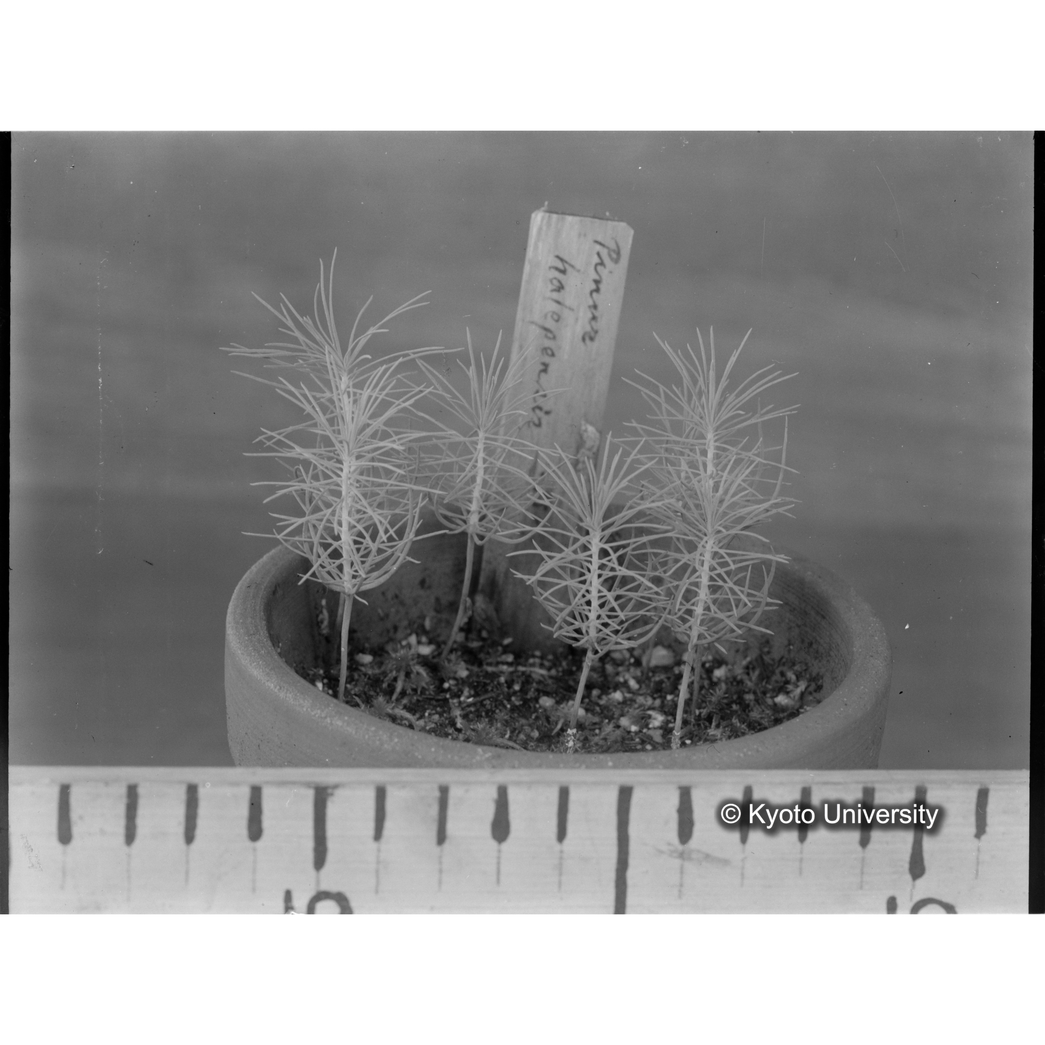 〔外国種子交換による渡来植物　Pinus　halepensis Institute Botanico　da　Universidade　de　Coimbra,　Portugal.〕 (1)