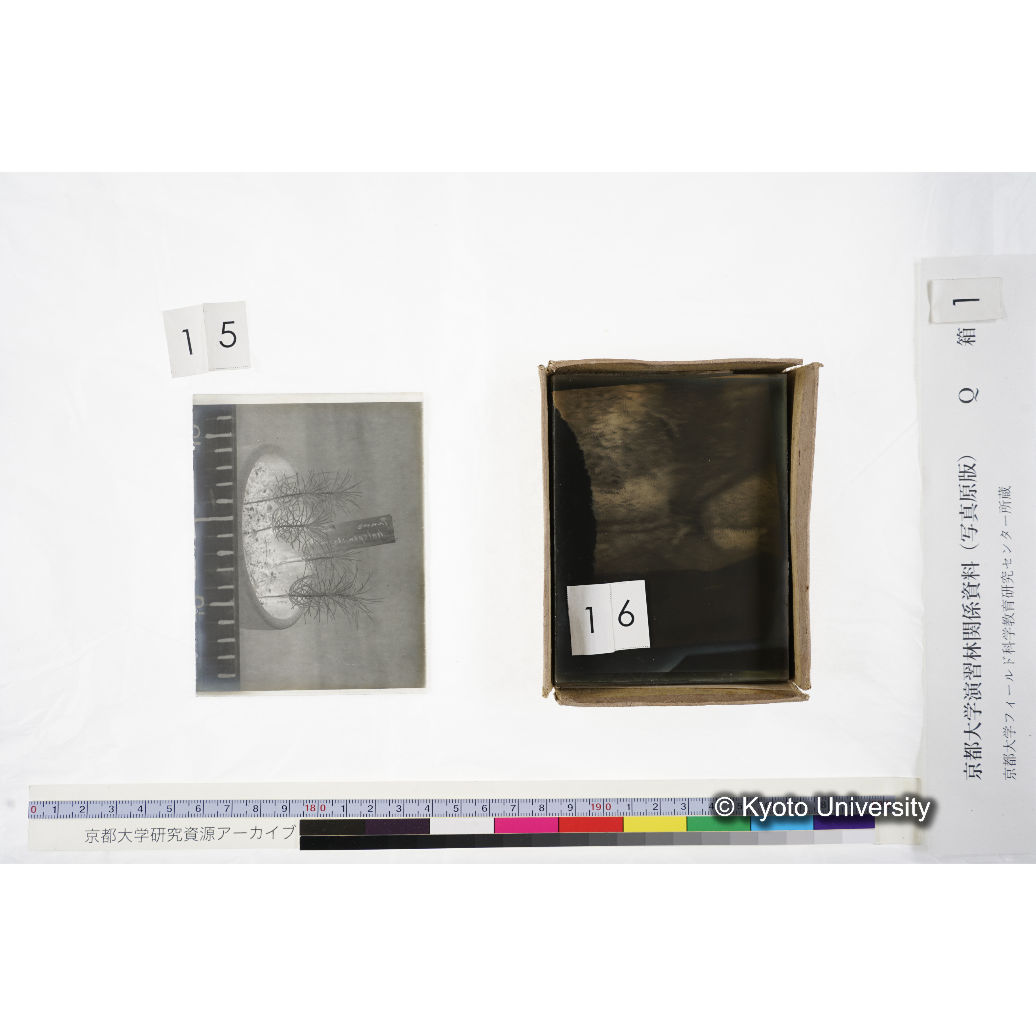 〔外国種子交換による渡来植物　Pinus　halepensis Institute Botanico　da　Universidade　de　Coimbra,　Portugal.〕 (2)