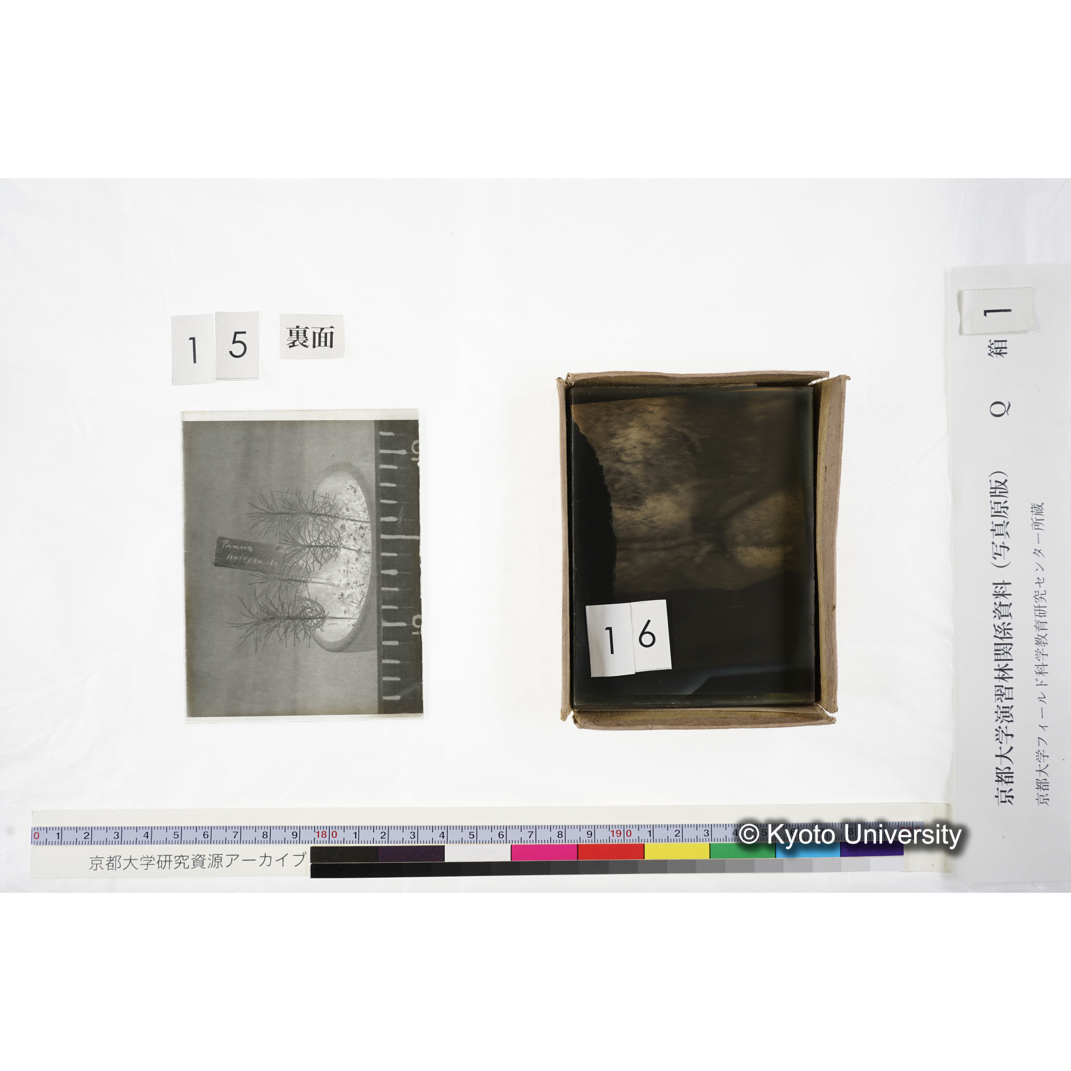 〔外国種子交換による渡来植物　Pinus　halepensis Institute Botanico　da　Universidade　de　Coimbra,　Portugal.〕 (3)